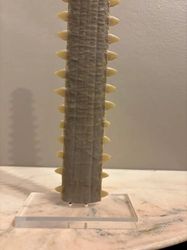 Mid-Century Modern Sawfish Bill on Lucite Base