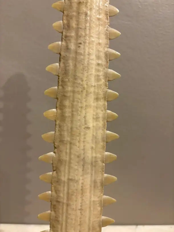 Mid-Century Modern Sawfish Bill on Lucite Base