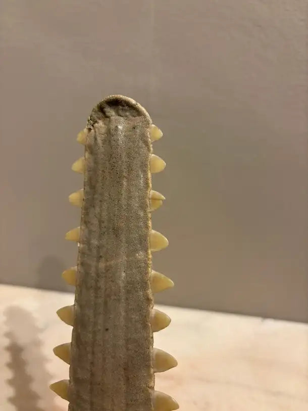 Mid-Century Modern Sawfish Bill on Lucite Base