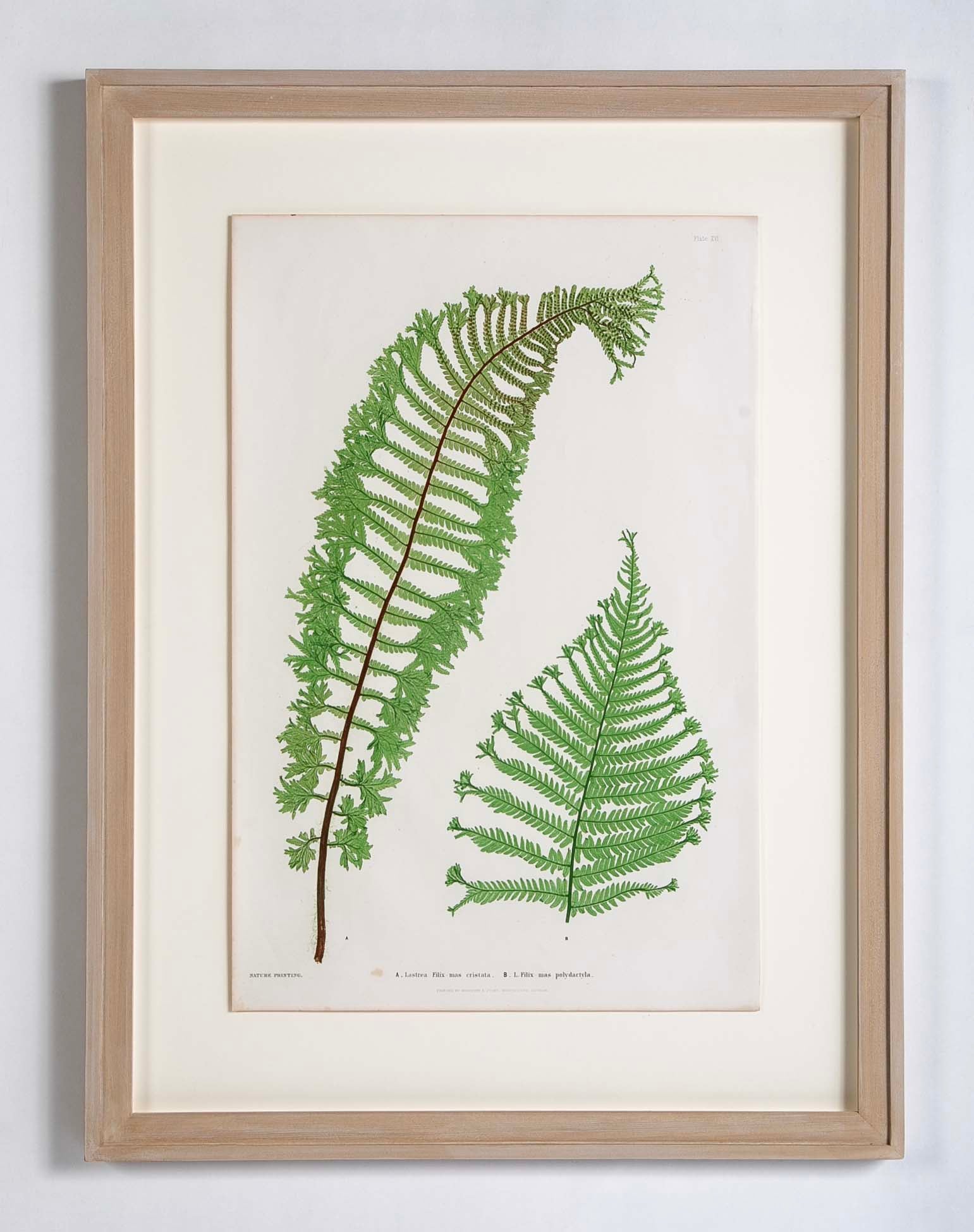 Thomas Moore prints of pressed ferns in Cedar frames