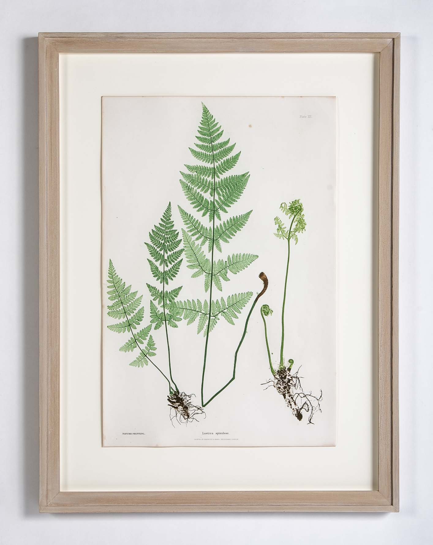 Thomas Moore Print from "The Ferns of Great Britain and Ireland" in Custom Cedar Frame