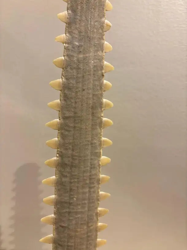 Mid-Century Modern Sawfish Bill on Lucite Base