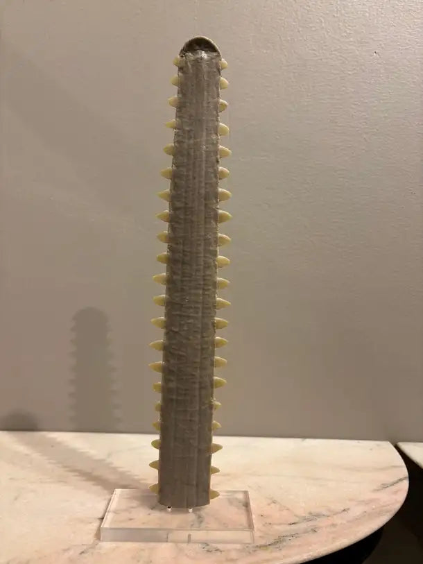 Mid-Century Modern Sawfish Bill on Lucite Base