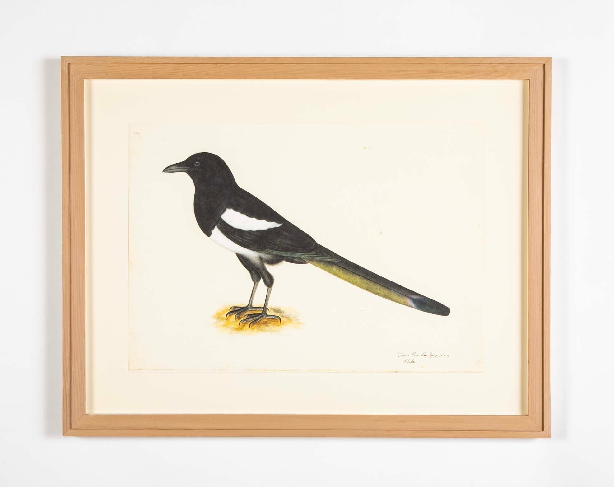 Offset Lithograph of "Magpie, PL 16" from the "The Great Bird Book" by Olof Rudbeck The Younger