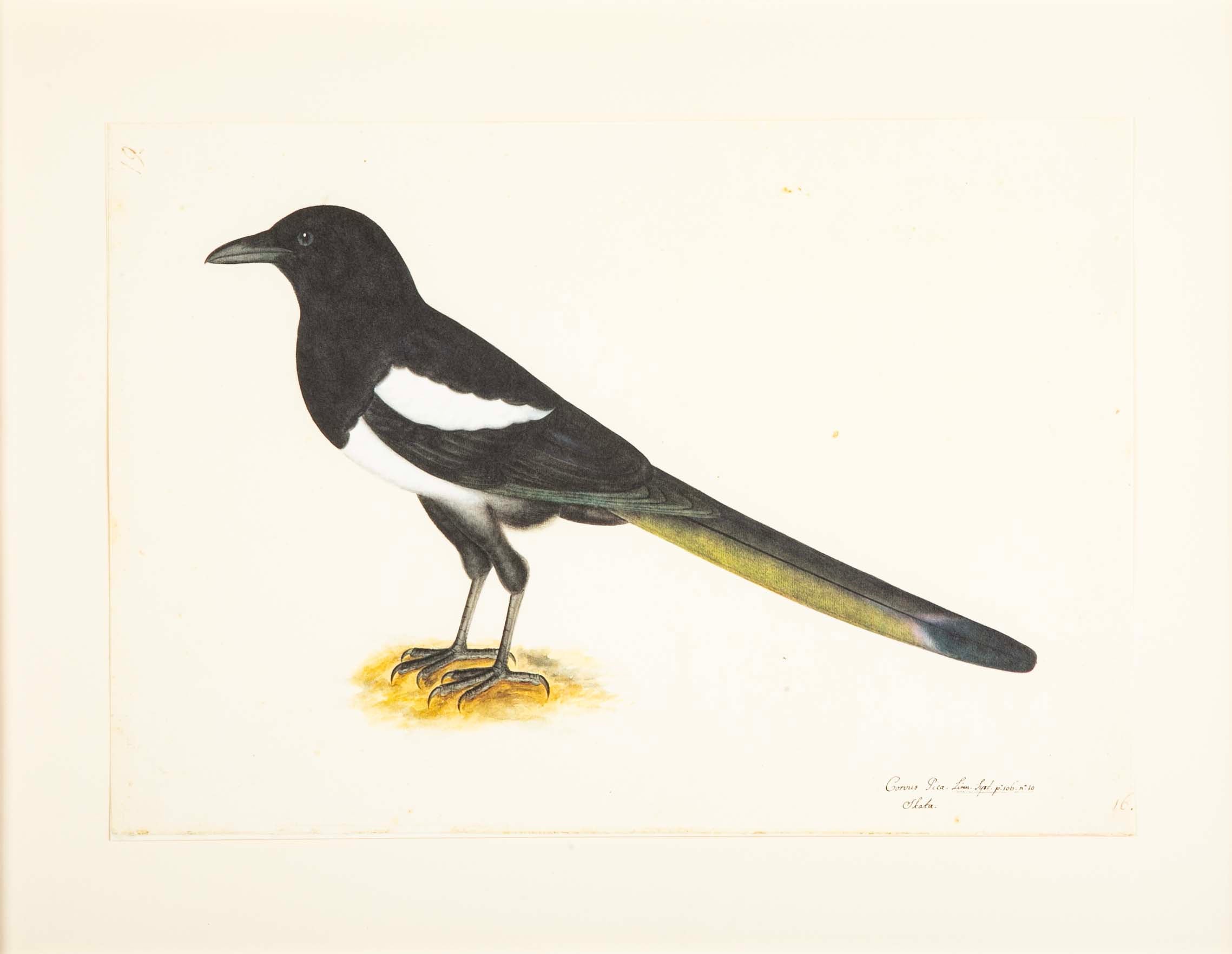Offset Lithograph of "Magpie, PL 16" from the "The Great Bird Book" by Olof Rudbeck The Younger
