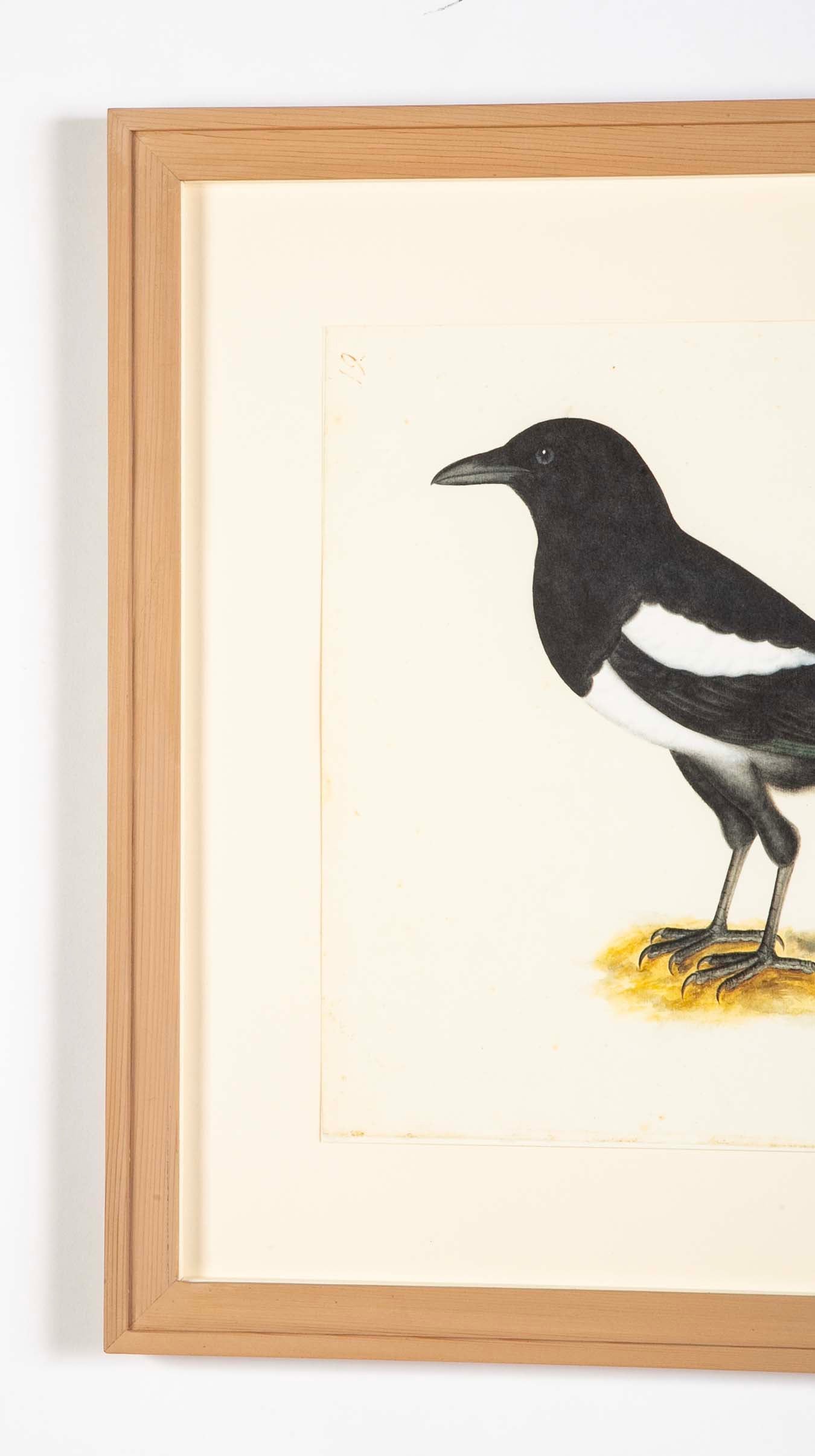 Offset Lithograph of "Magpie, PL 16" from the "The Great Bird Book" by Olof Rudbeck The Younger