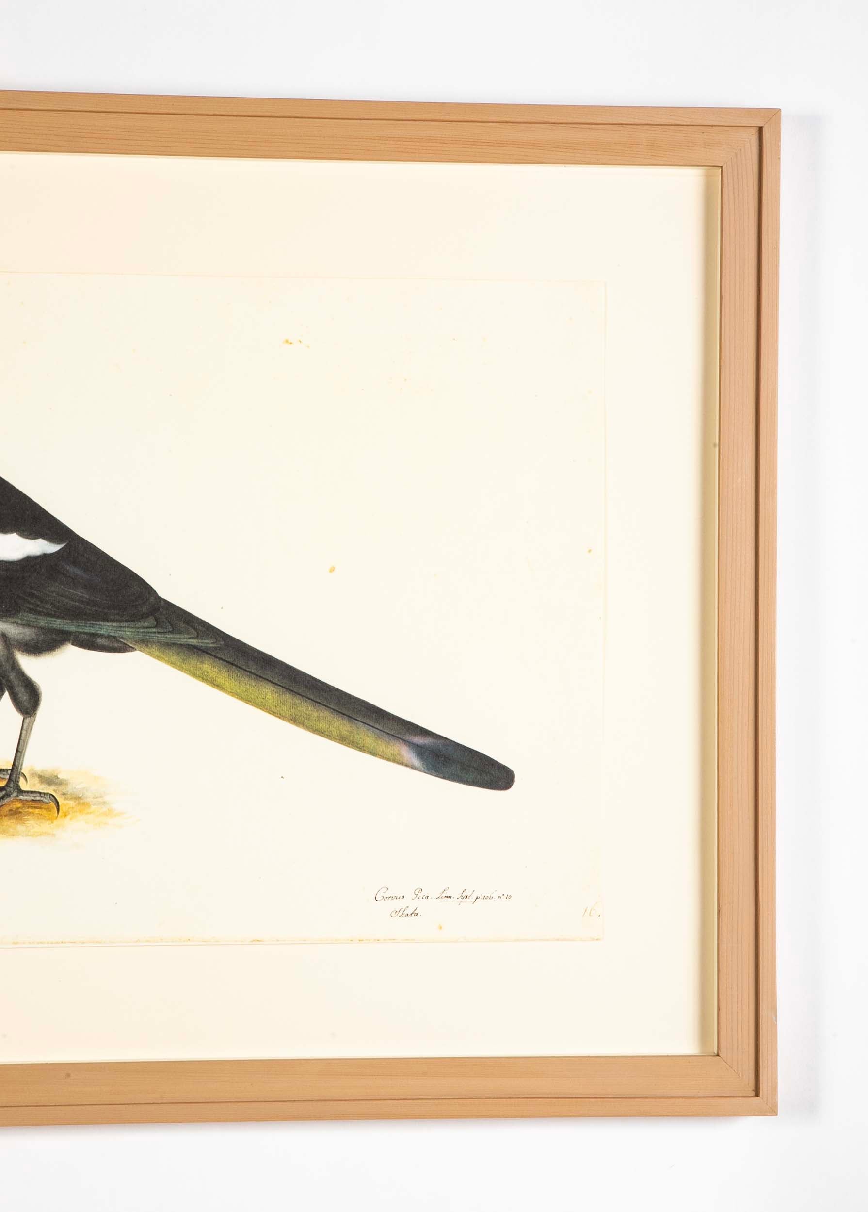Offset Lithograph of "Magpie, PL 16" from the "The Great Bird Book" by Olof Rudbeck The Younger