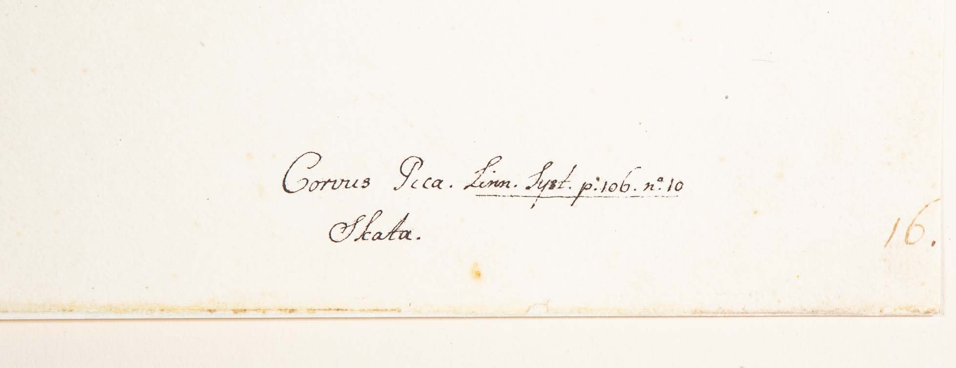 Offset Lithograph of "Magpie, PL 16" from the "The Great Bird Book" by Olof Rudbeck The Younger