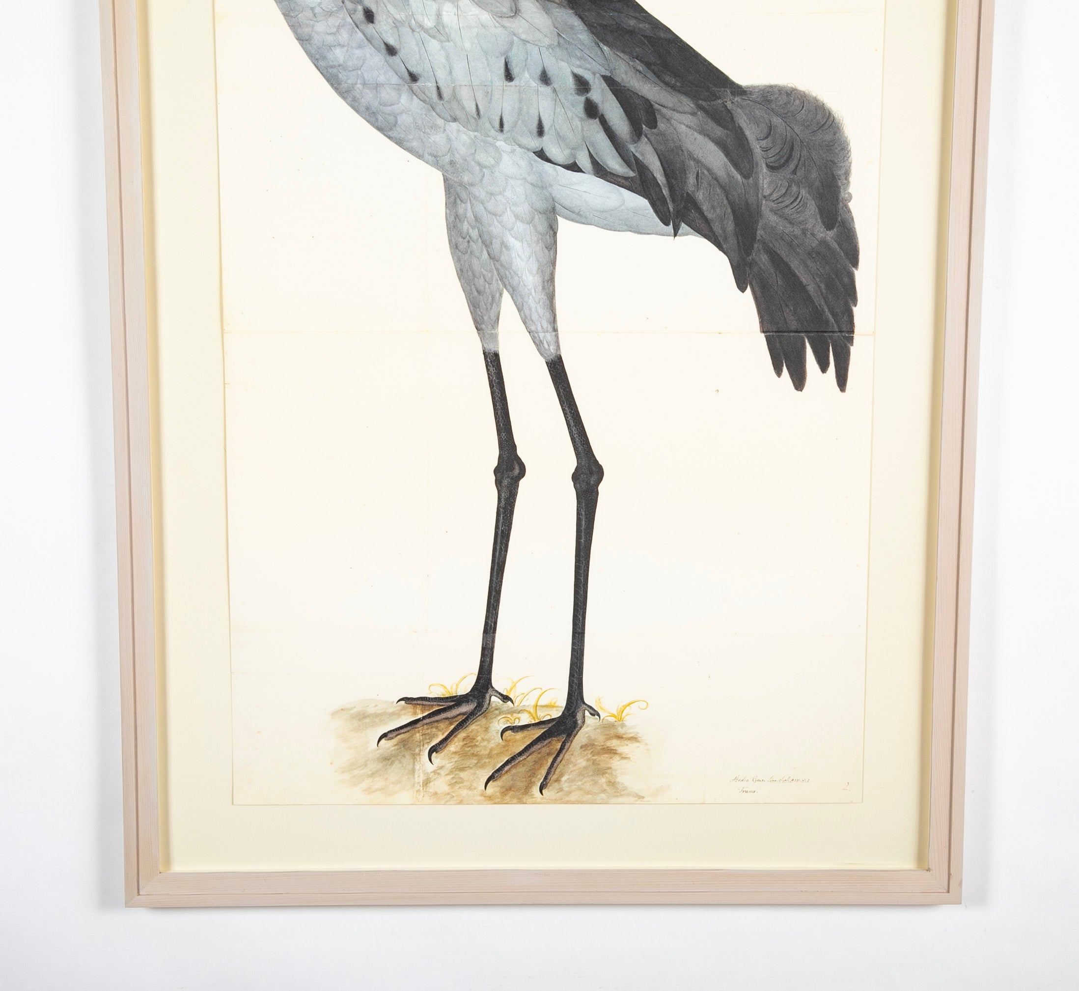 Offset Lithograph of "Common Crane, PL 2" from the "The Great Bird Book" by Olof Rudbeck The Younger