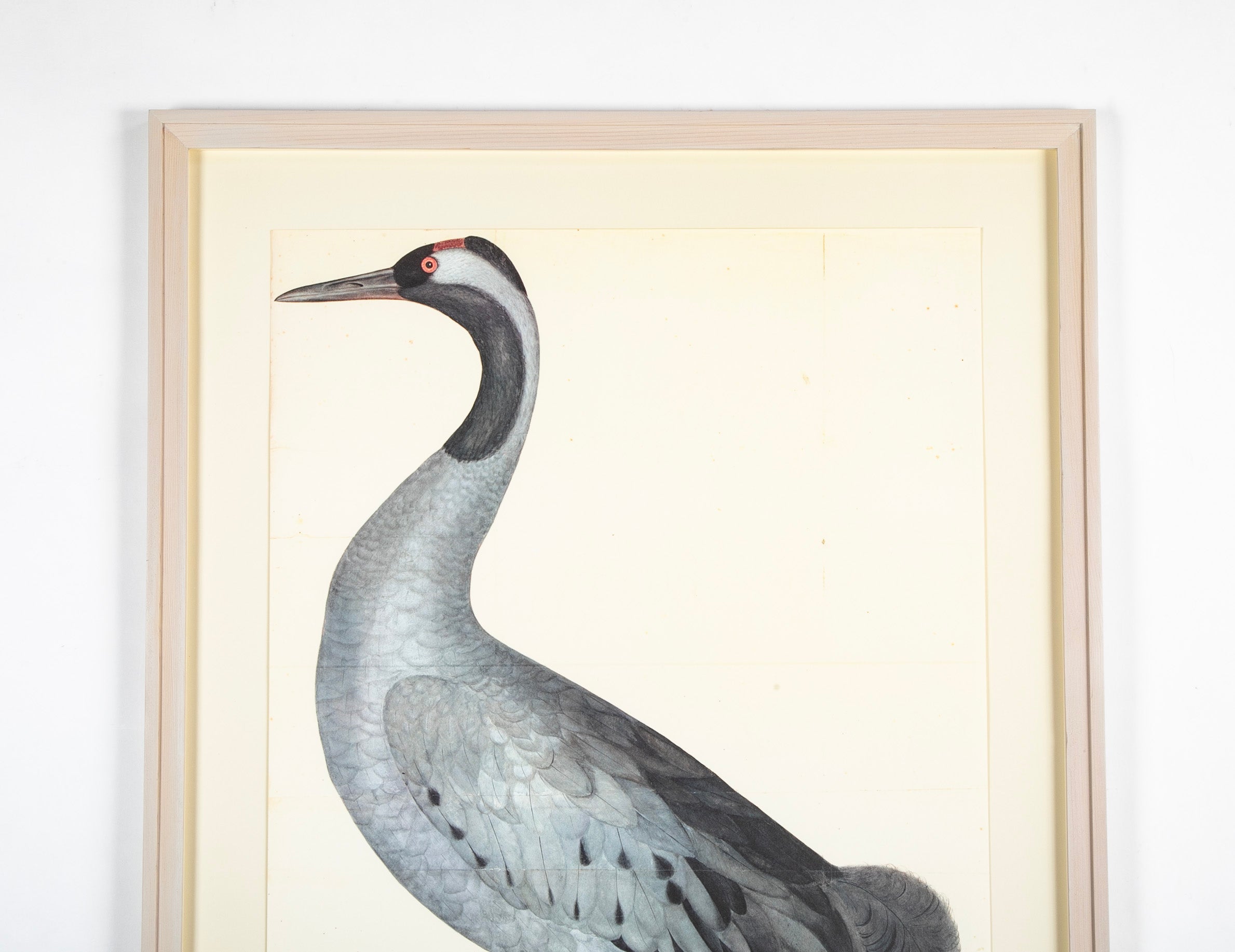 Offset Lithograph of "Common Crane, PL 2" from the "The Great Bird Book" by Olof Rudbeck The Younger