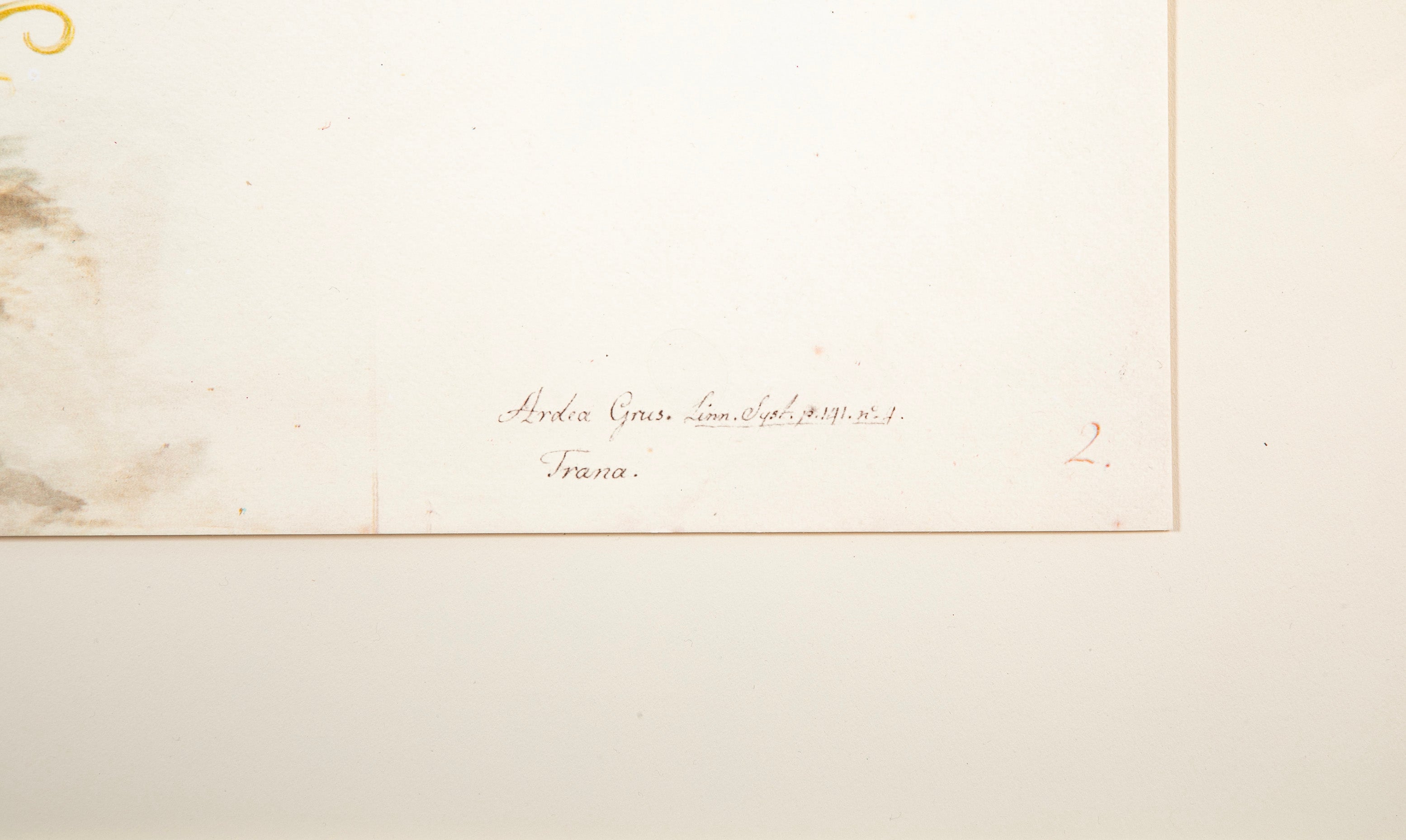 Offset Lithograph of "Common Crane, PL 2" from the "The Great Bird Book" by Olof Rudbeck The Younger