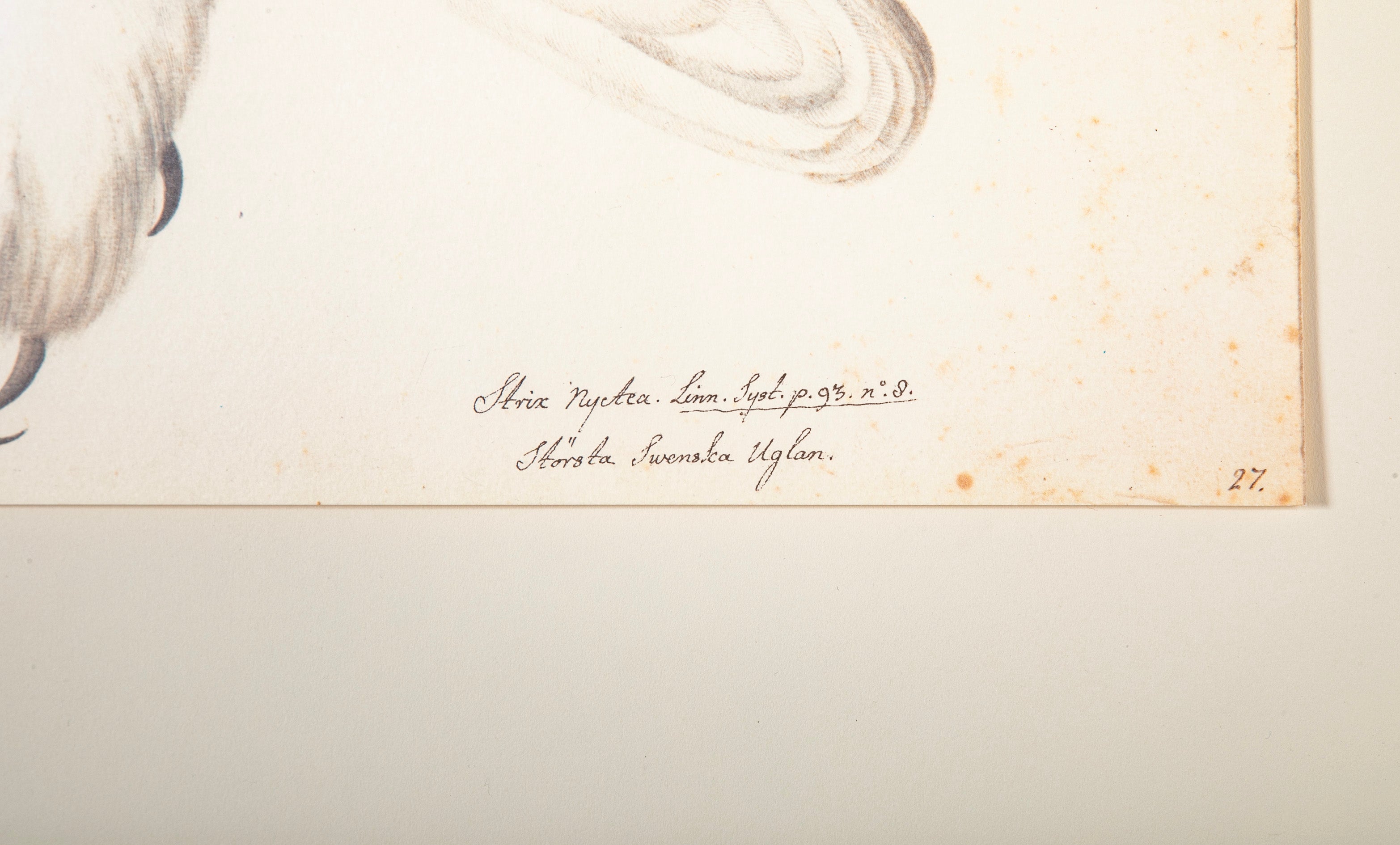 Offset Lithograph of "Snowy Owl, PL 27" from the "The Great Bird Book" by Olof Rudbeck The Younger (1660-1740)