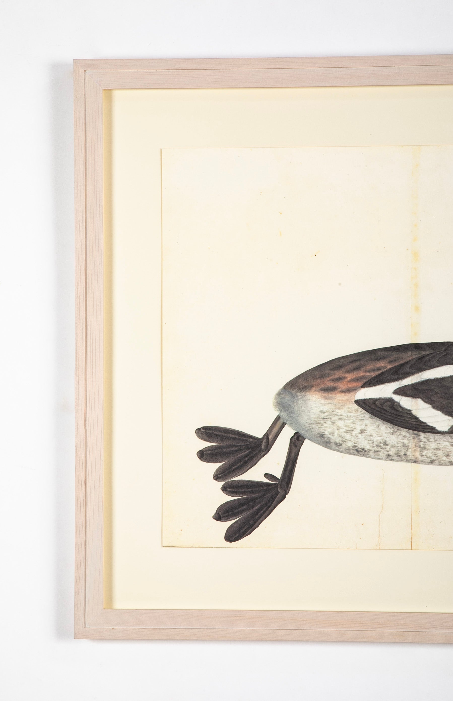 Offset Lithograph of "Water Bird" from the "The Great Bird Book" by Olaf Rudbeck The Younger (1660-1740)