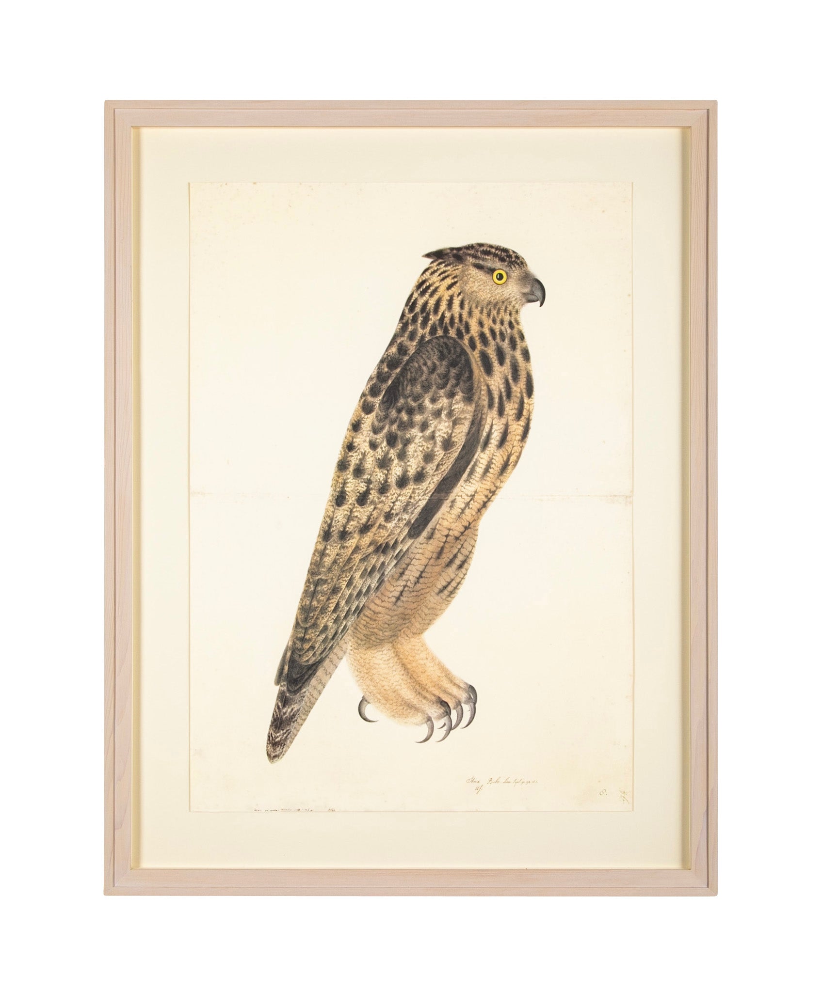 Offset Lithograph of "Eagle Owl, PL 8" from the "The Great Bird Book" by Olof Rudbeck The Younger (1660-1740)