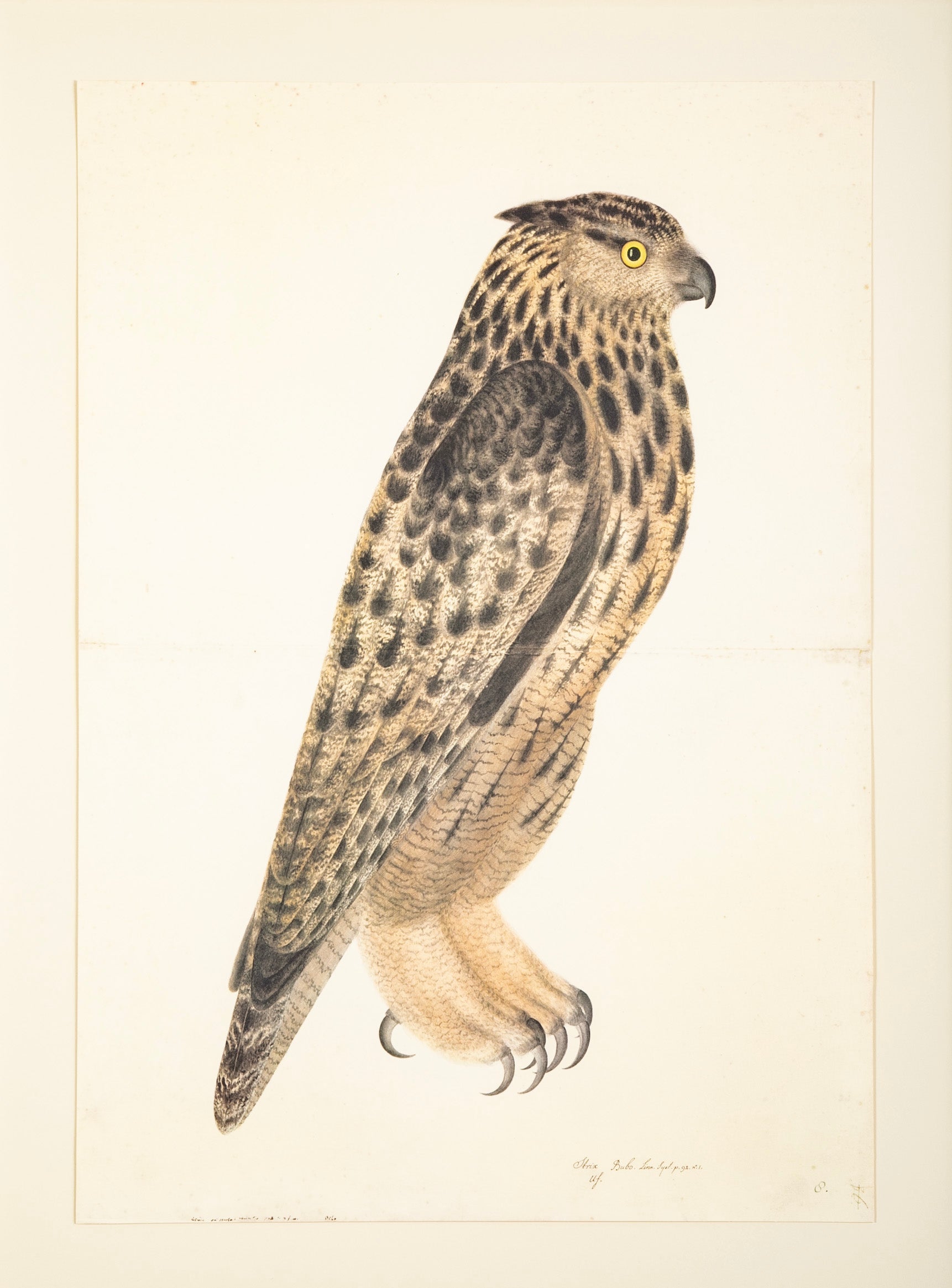 Offset Lithograph of "Eagle Owl, PL 8" from the "The Great Bird Book" by Olof Rudbeck The Younger (1660-1740)