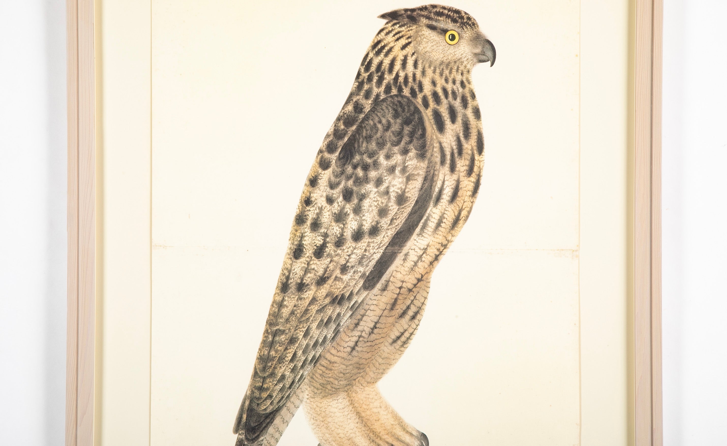 Offset Lithograph of "Eagle Owl, PL 8" from the "The Great Bird Book" by Olof Rudbeck The Younger (1660-1740)