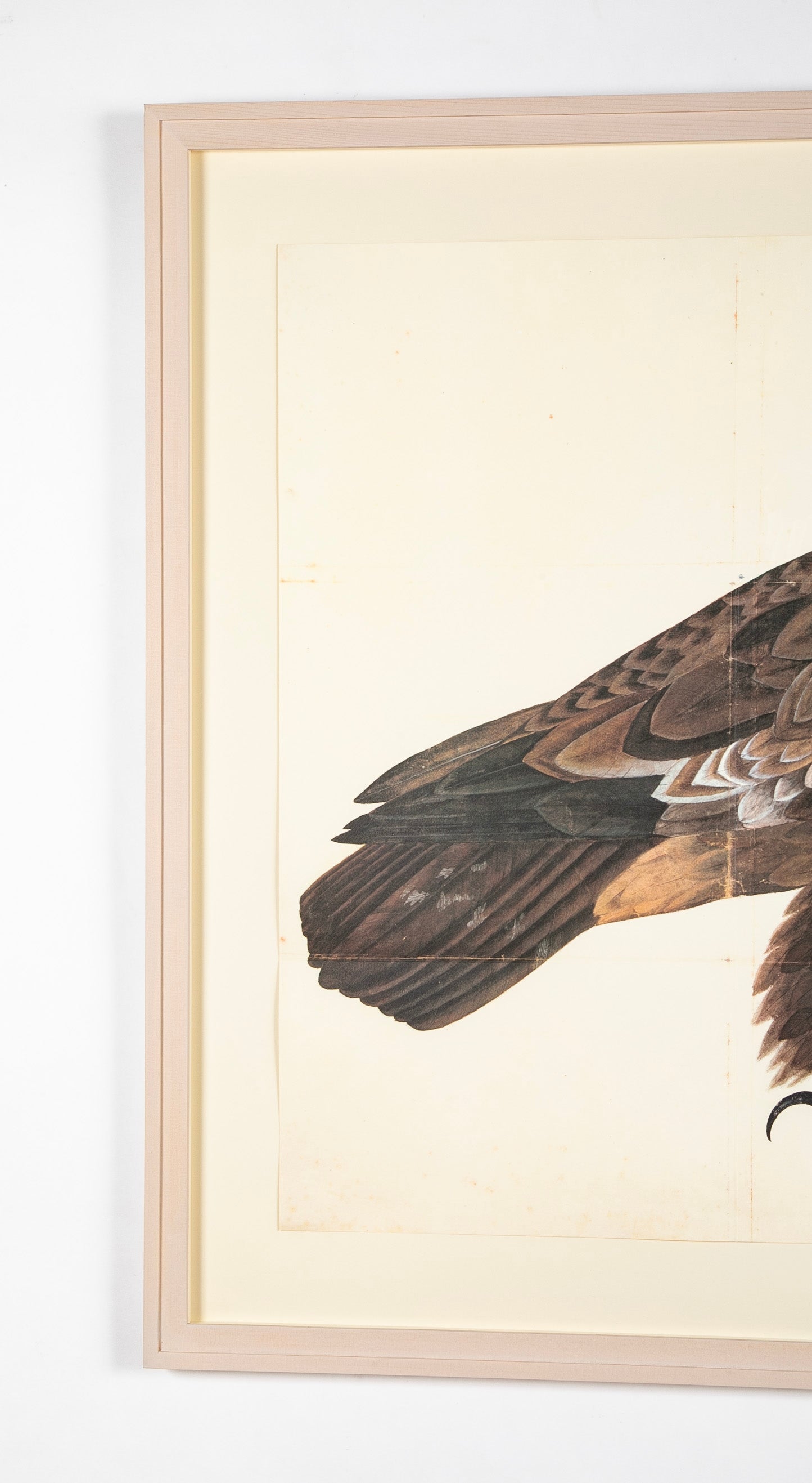 Offset Lithograph of "Golden Eagle, PL 5" from the "The Great Bird Book" by Olof Rudbeck The Younger