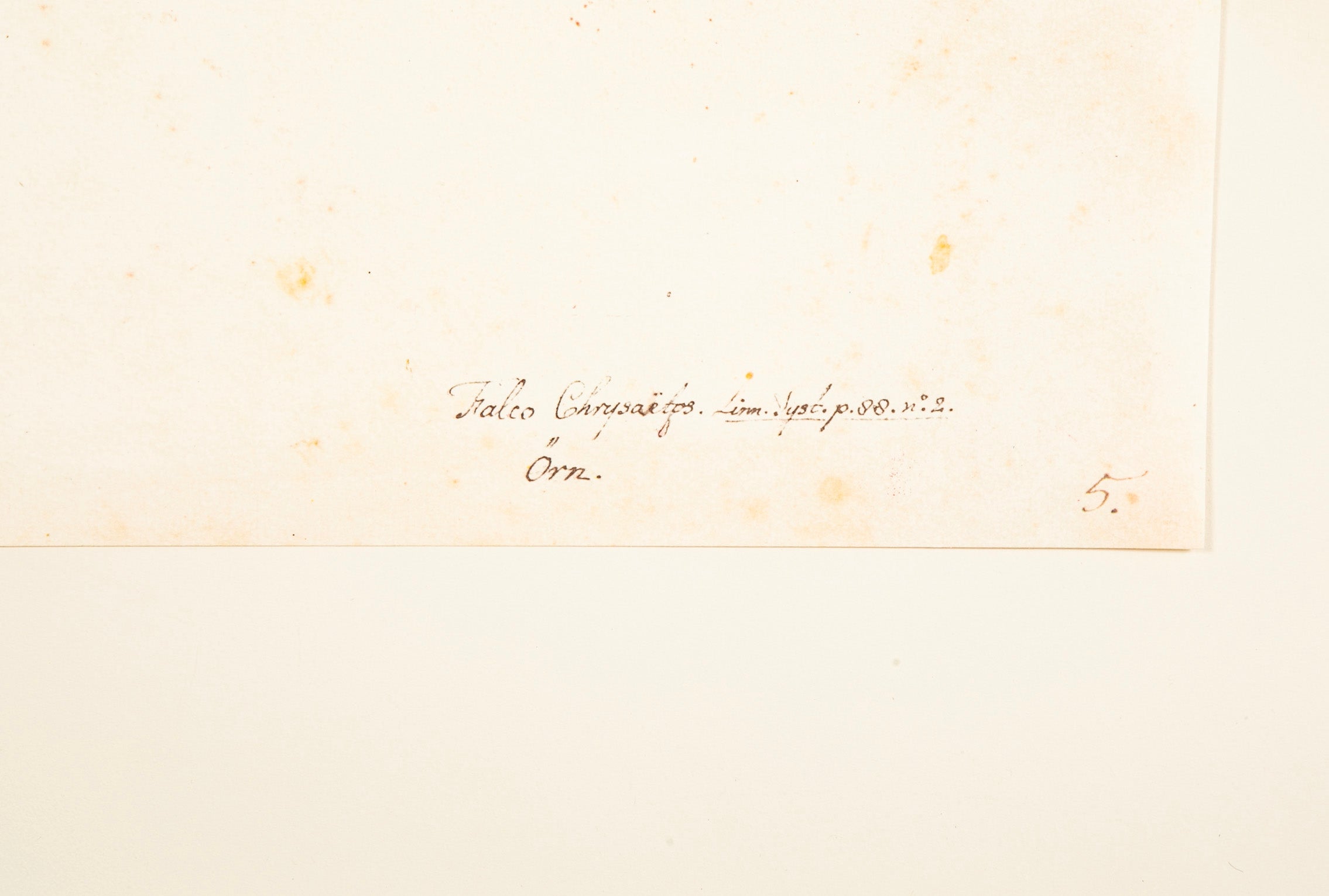 Offset Lithograph of "Golden Eagle, PL 5" from the "The Great Bird Book" by Olof Rudbeck The Younger