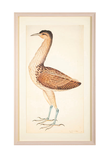 LE LIVRE DES OISEAUX d´Olof Rudbeck