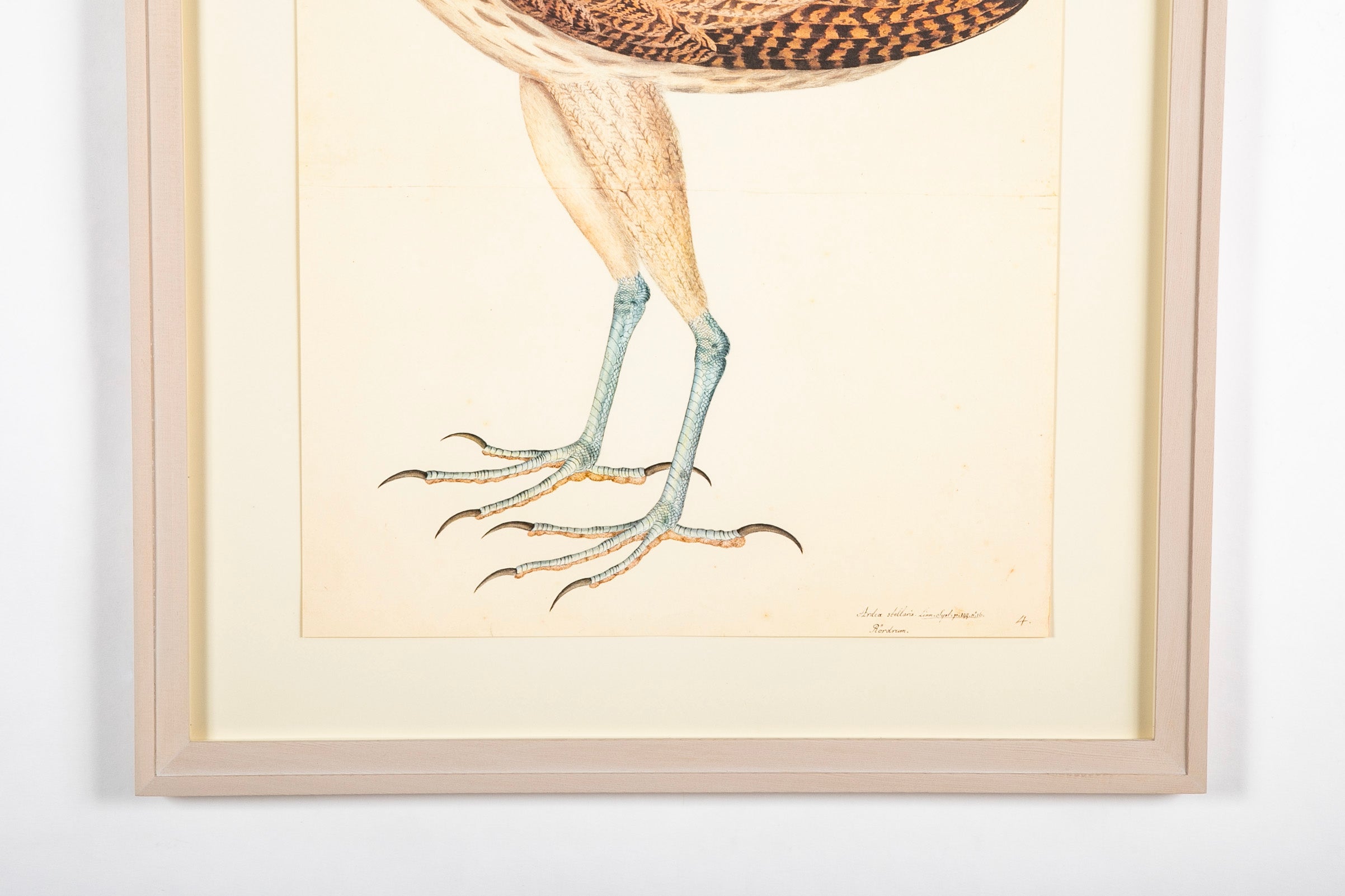 Offset Lithograph of a "European Bittern, PL 4" from the "The Great Bird Book" by Olof Rudbeck The Younger