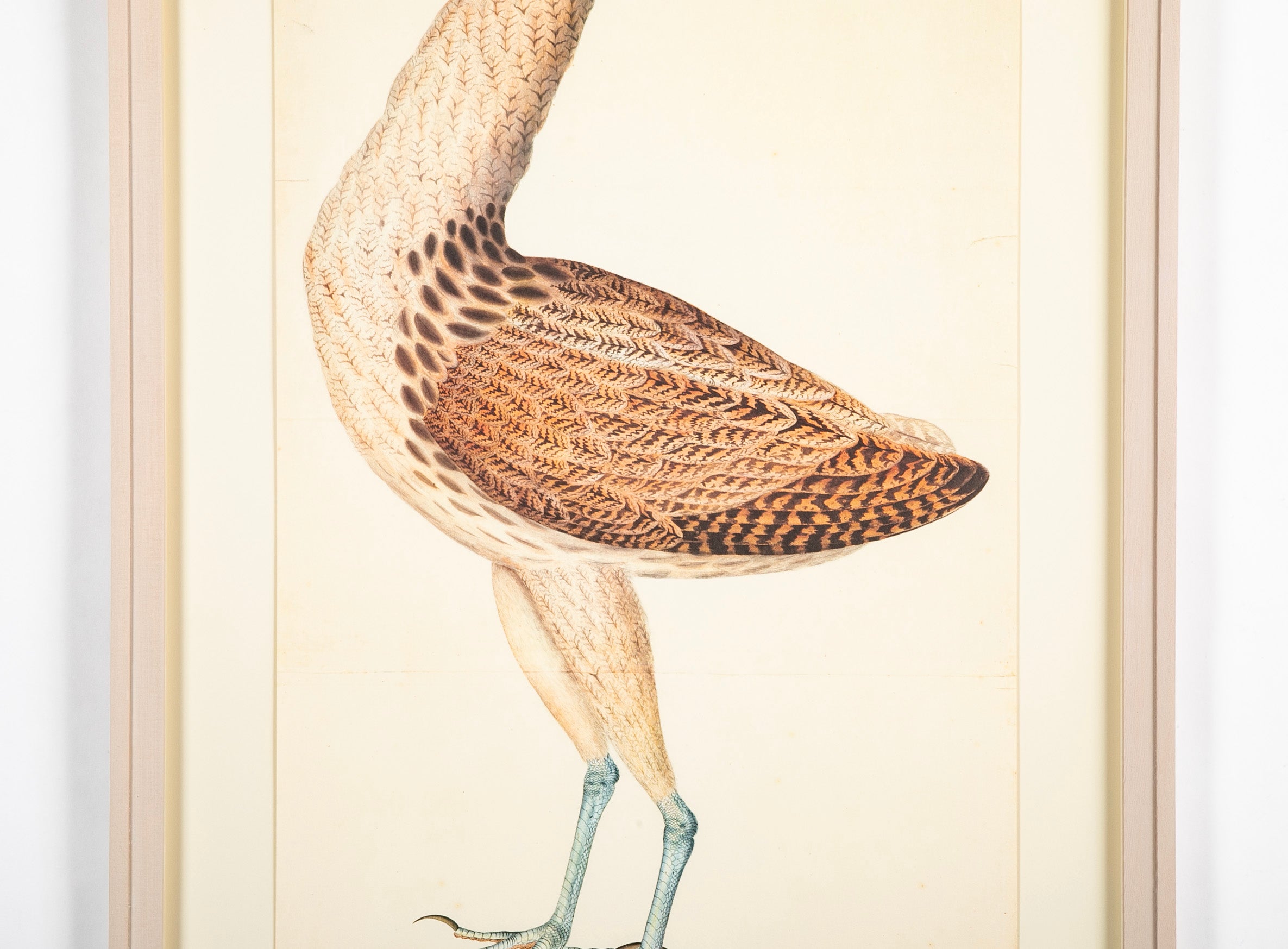 Offset Lithograph of a "European Bittern, PL 4" from the "The Great Bird Book" by Olof Rudbeck The Younger