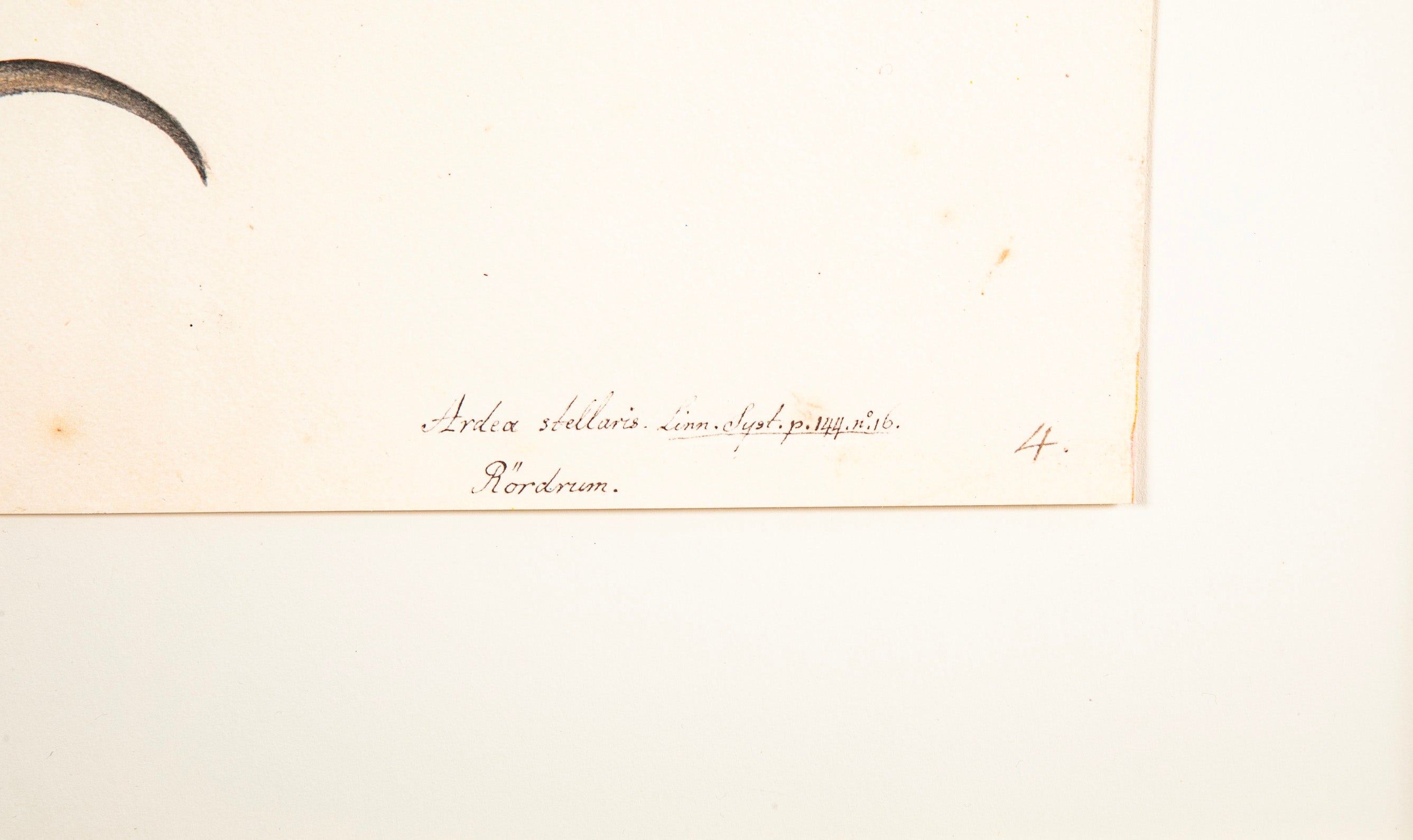 Offset Lithograph of a "European Bittern, PL 4" from the "The Great Bird Book" by Olof Rudbeck The Younger