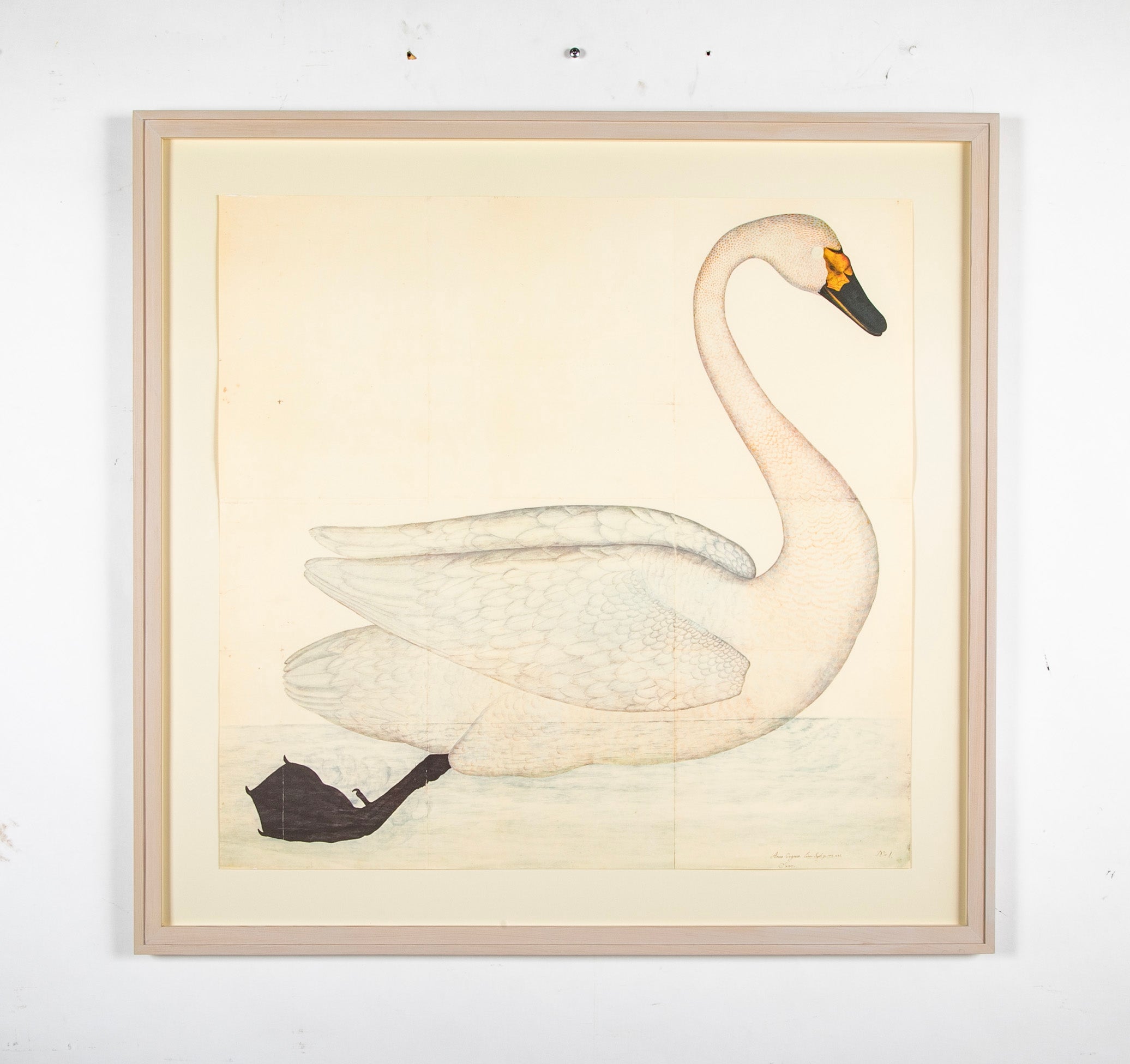 Offset Lithograph of "Bewick's Swan, PL 1" from the "The Great Bird Book" by Olof Rudbeck The Younger