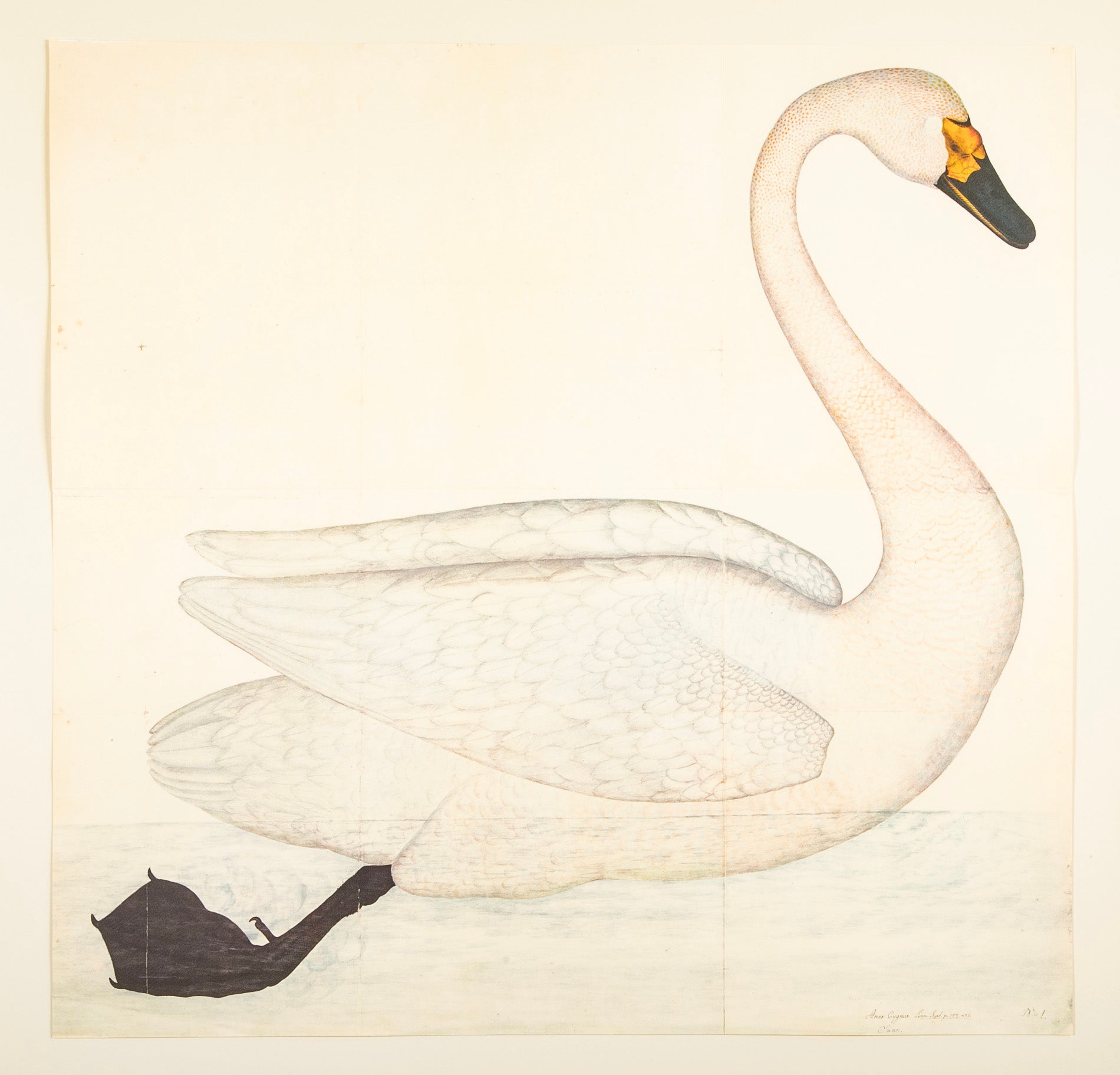 Offset Lithograph of "Bewick's Swan, PL 1" from the "The Great Bird Book" by Olof Rudbeck The Younger