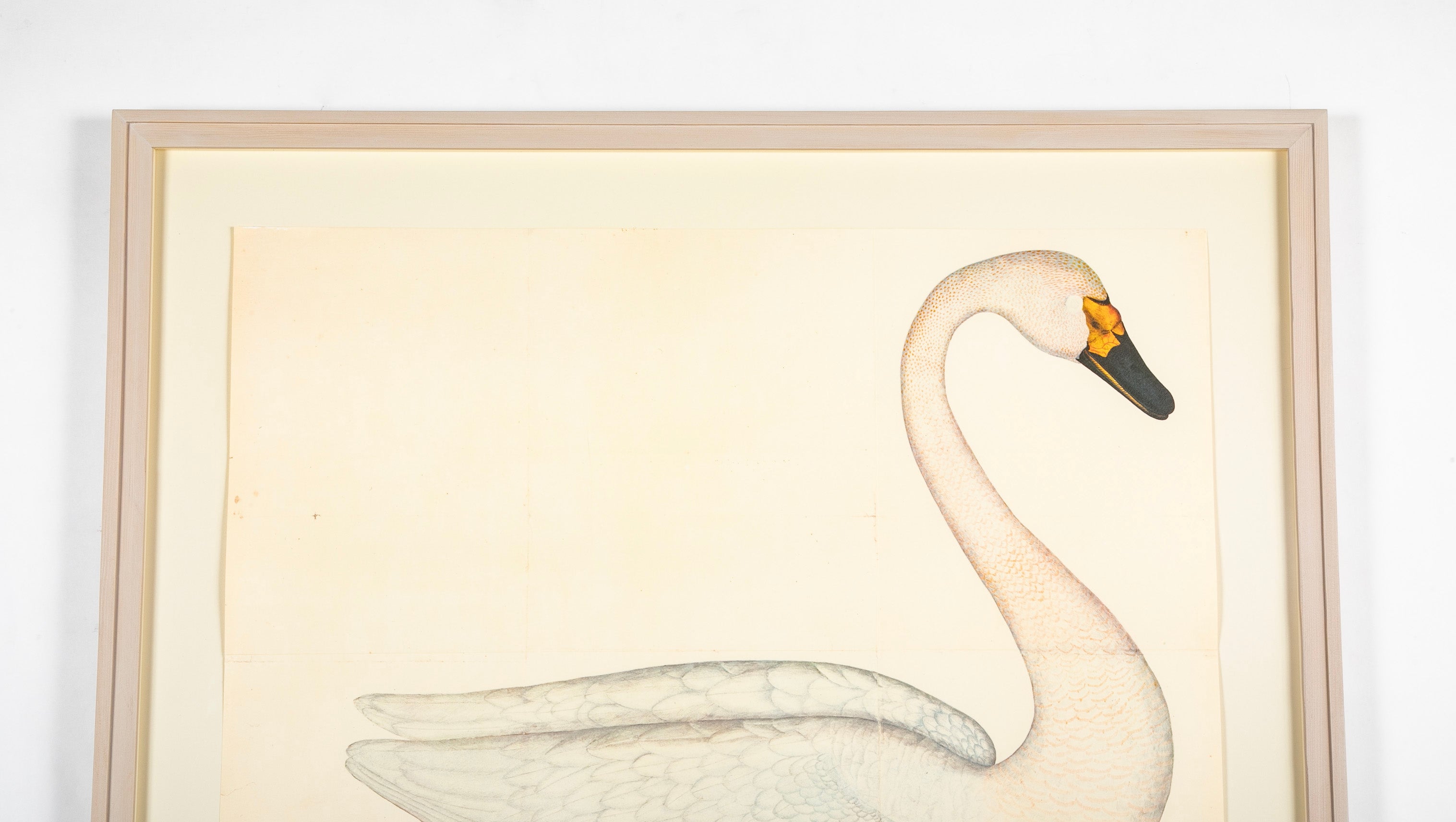 Offset Lithograph of "Bewick's Swan, PL 1" from the "The Great Bird Book" by Olof Rudbeck The Younger