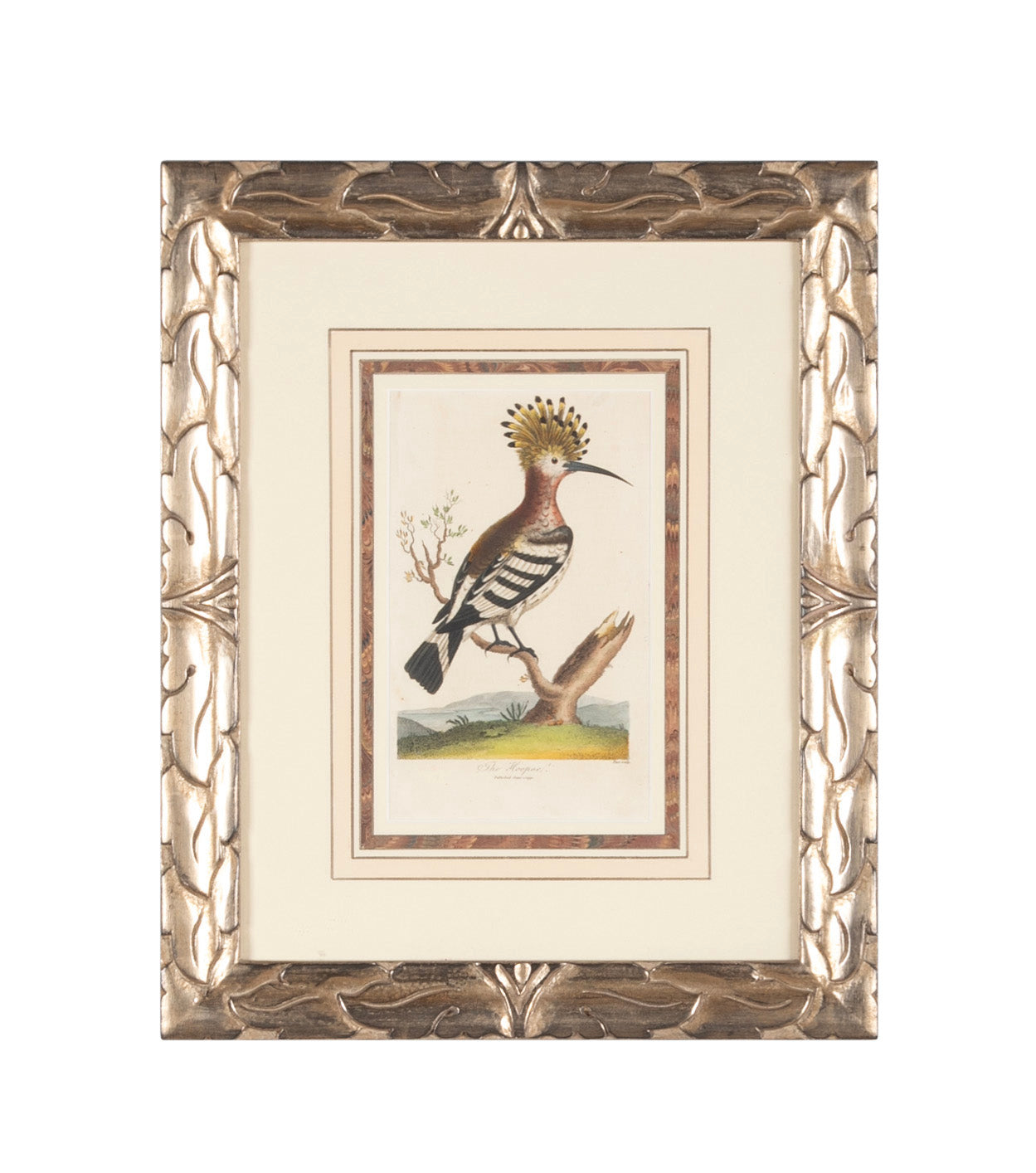 Shaw & Nodder Hand Colored Print of a Hoopoe in Custom Frame