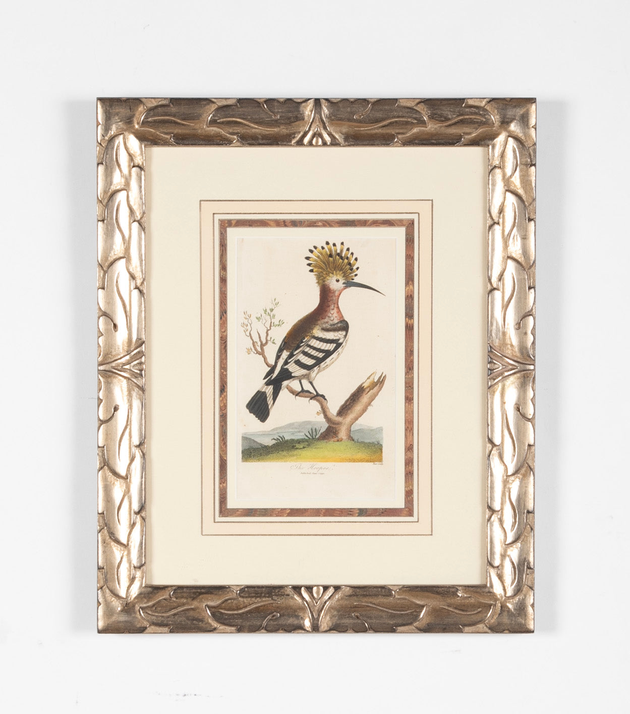 Shaw & Nodder Hand Colored Print of a Hoopoe in Custom Frame