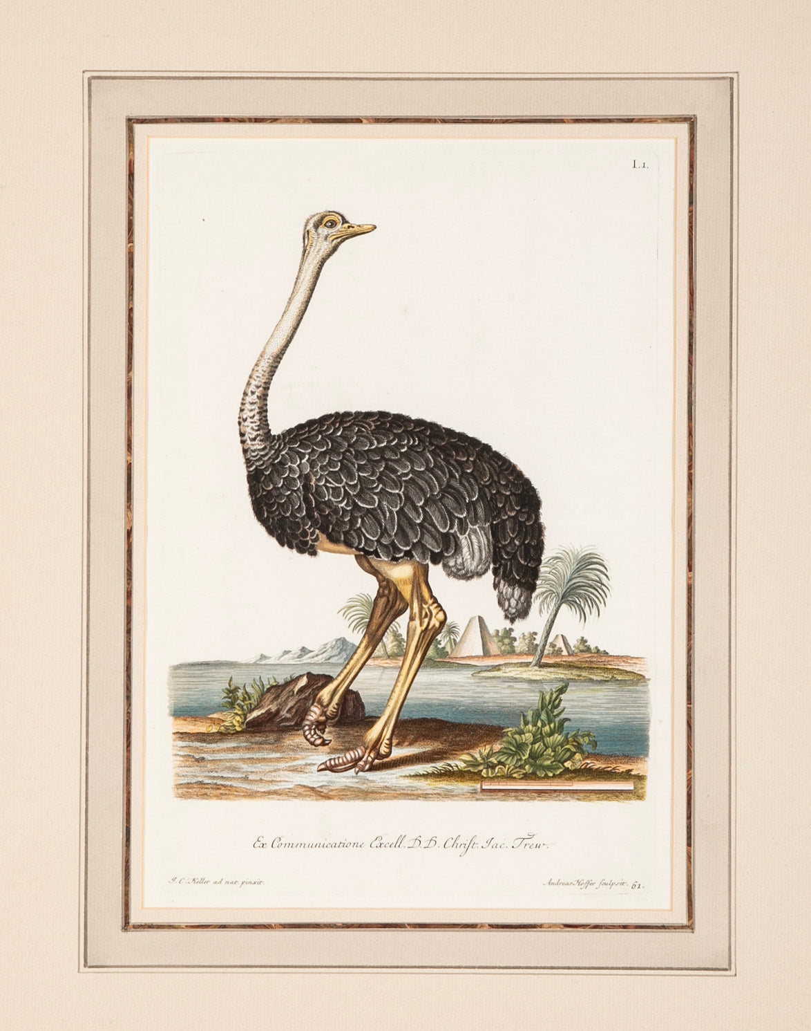 18th Century German Hand Colored Engraving of an Ostrich