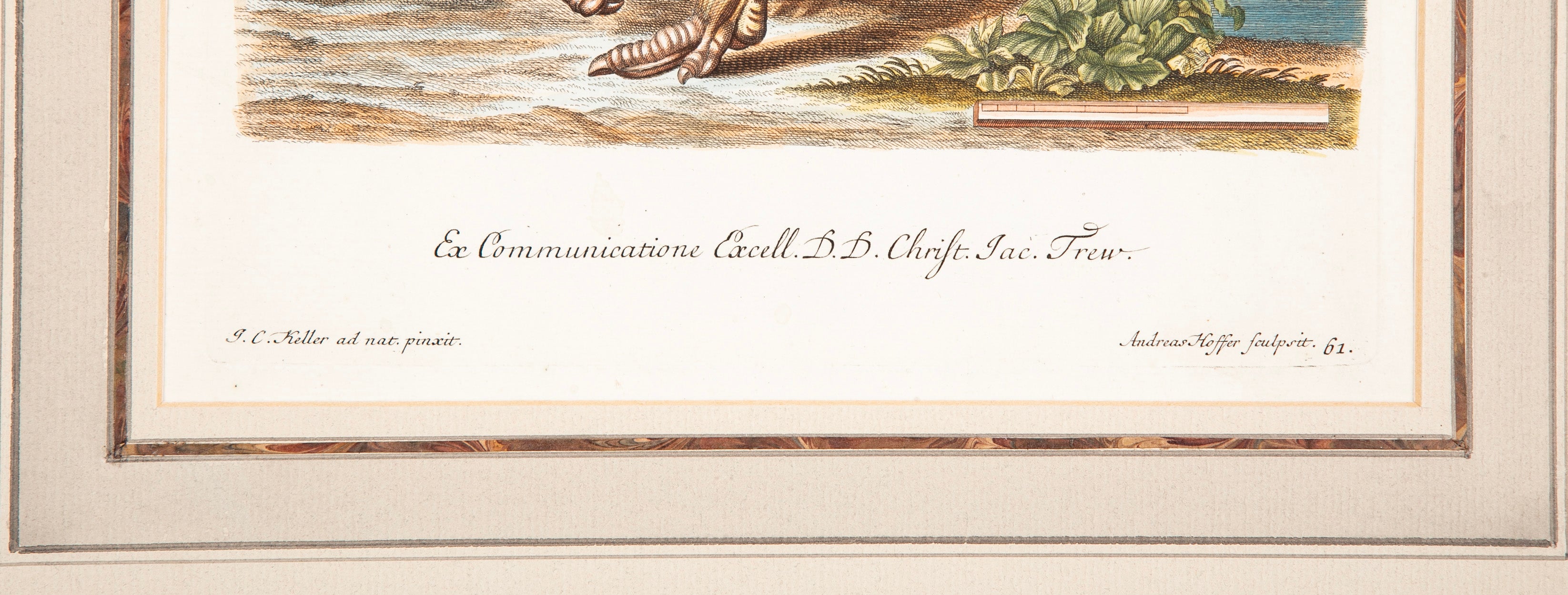 18th Century German Hand Colored Engraving of an Ostrich