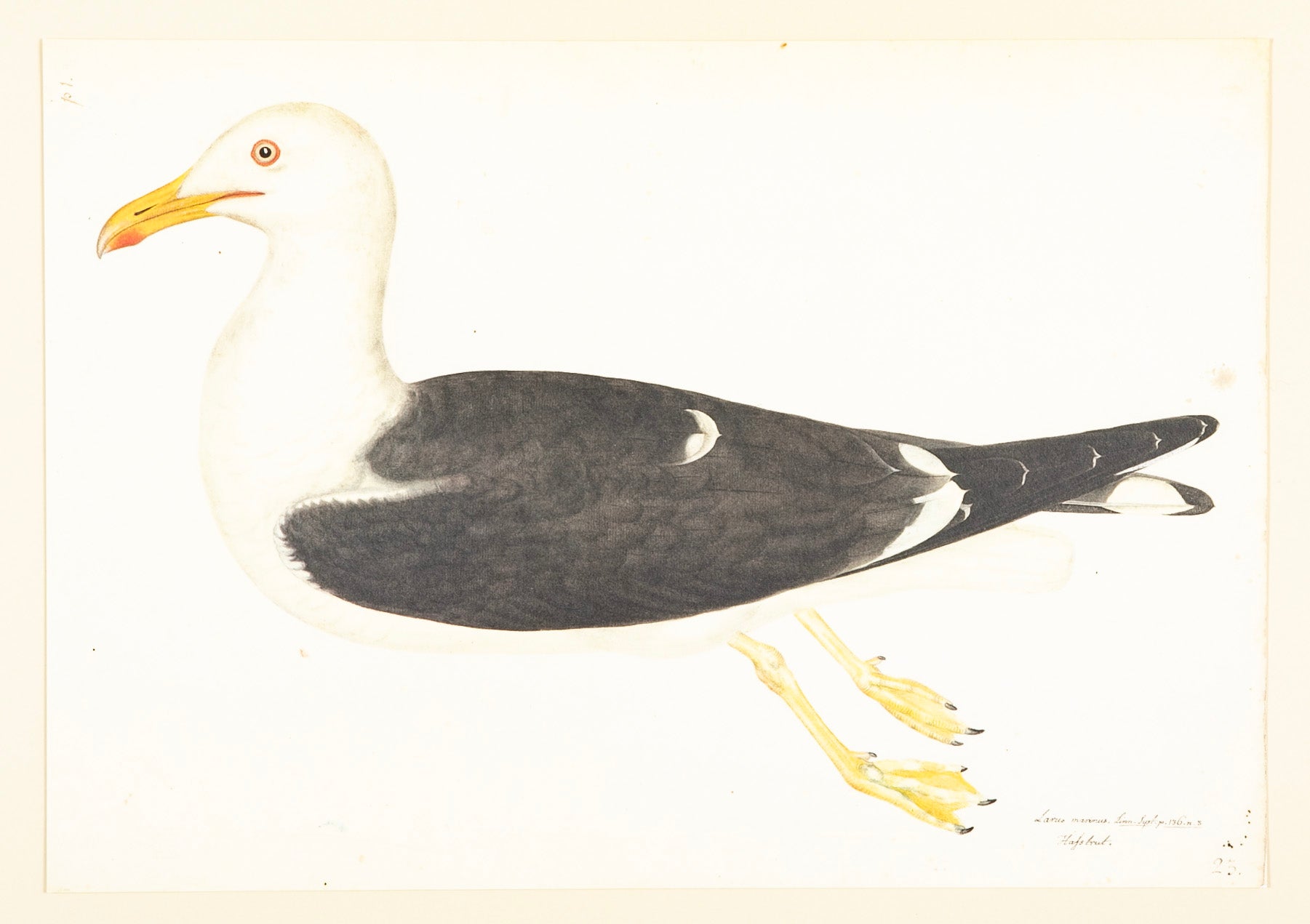 Offset Lithograph of "Lesser Black Backed Gull, PL 23" from the "The Great Bird Book" by Olof Rudbeck The Younger