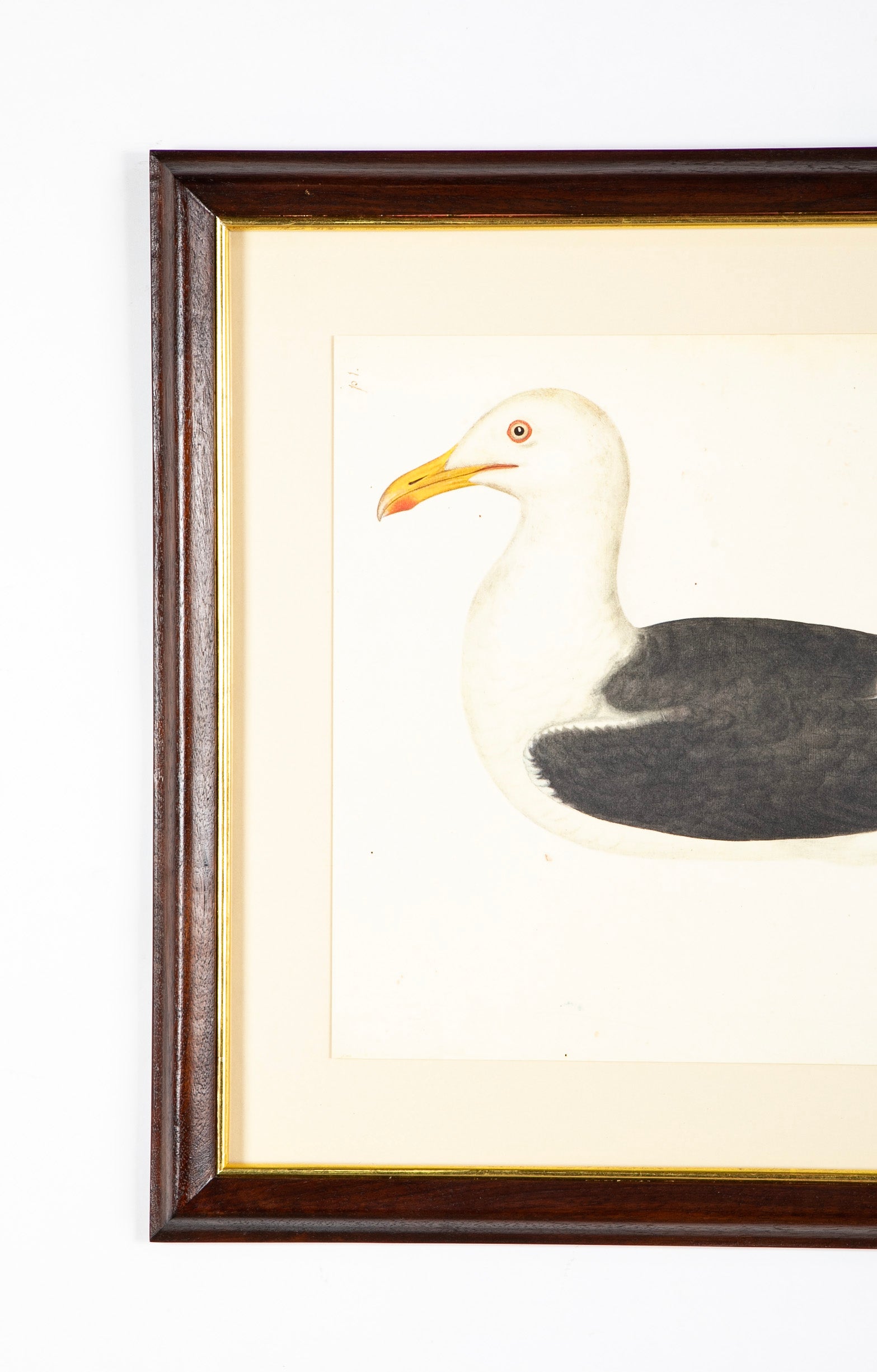 Offset Lithograph of "Lesser Black Backed Gull, PL 23" from the "The Great Bird Book" by Olof Rudbeck The Younger