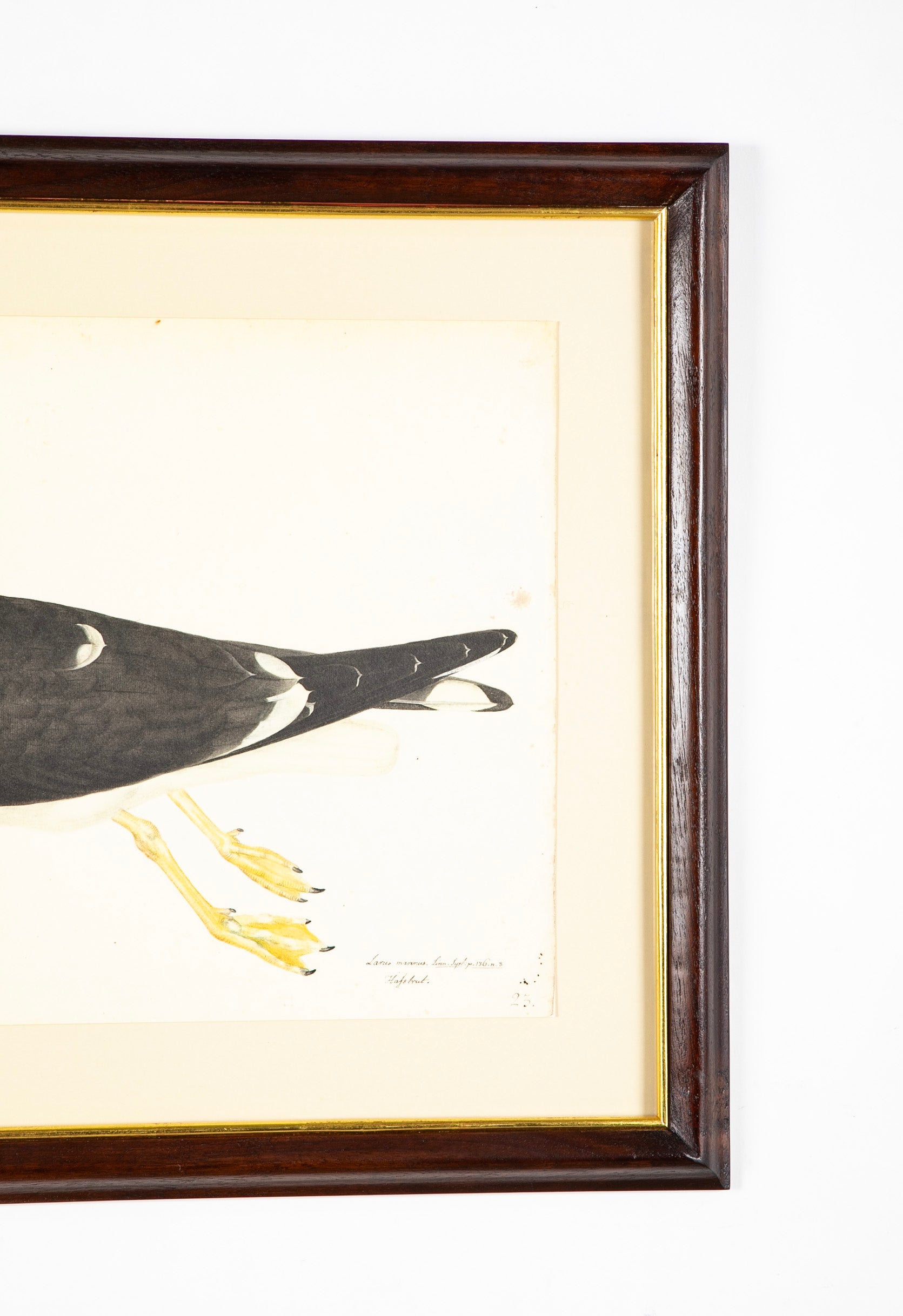 Offset Lithograph of "Lesser Black Backed Gull, PL 23" from the "The Great Bird Book" by Olof Rudbeck The Younger