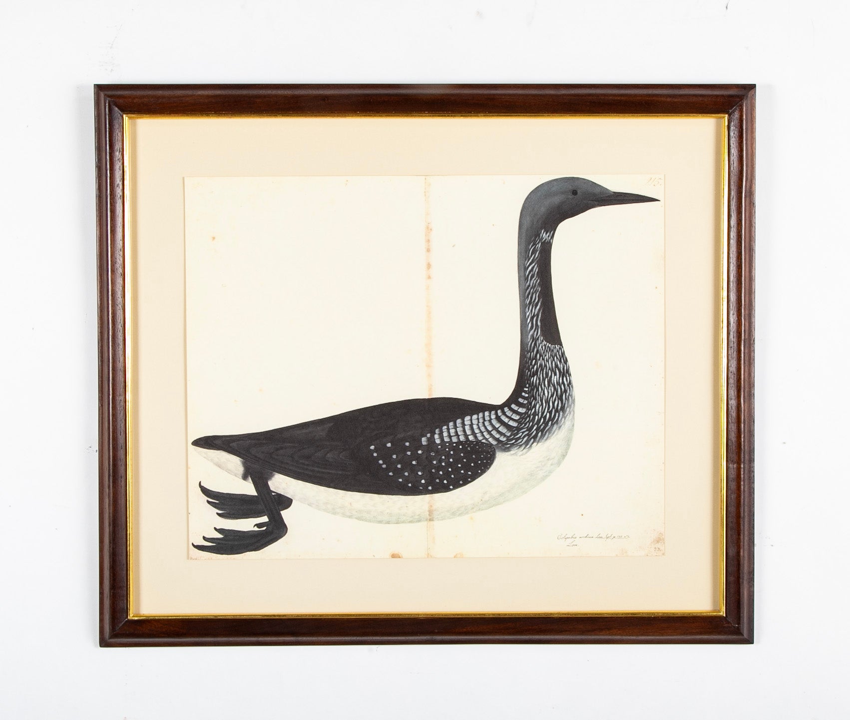 Offset Lithograph of "Black Throated Diver" from the "The Great Bird Book" by Olof Rudbeck The Younger
