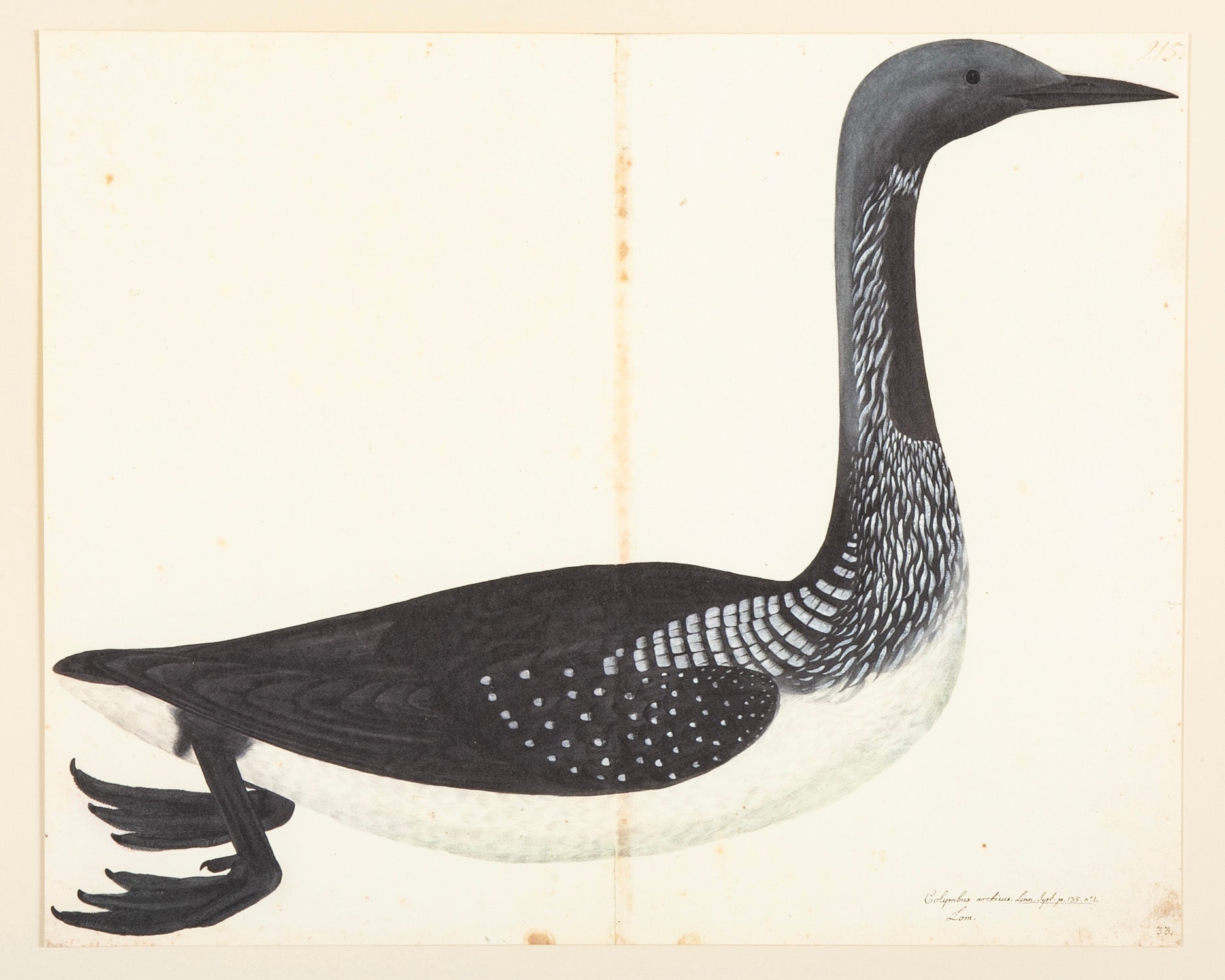Offset Lithograph of "Black Throated Diver" from the "The Great Bird Book" by Olof Rudbeck The Younger