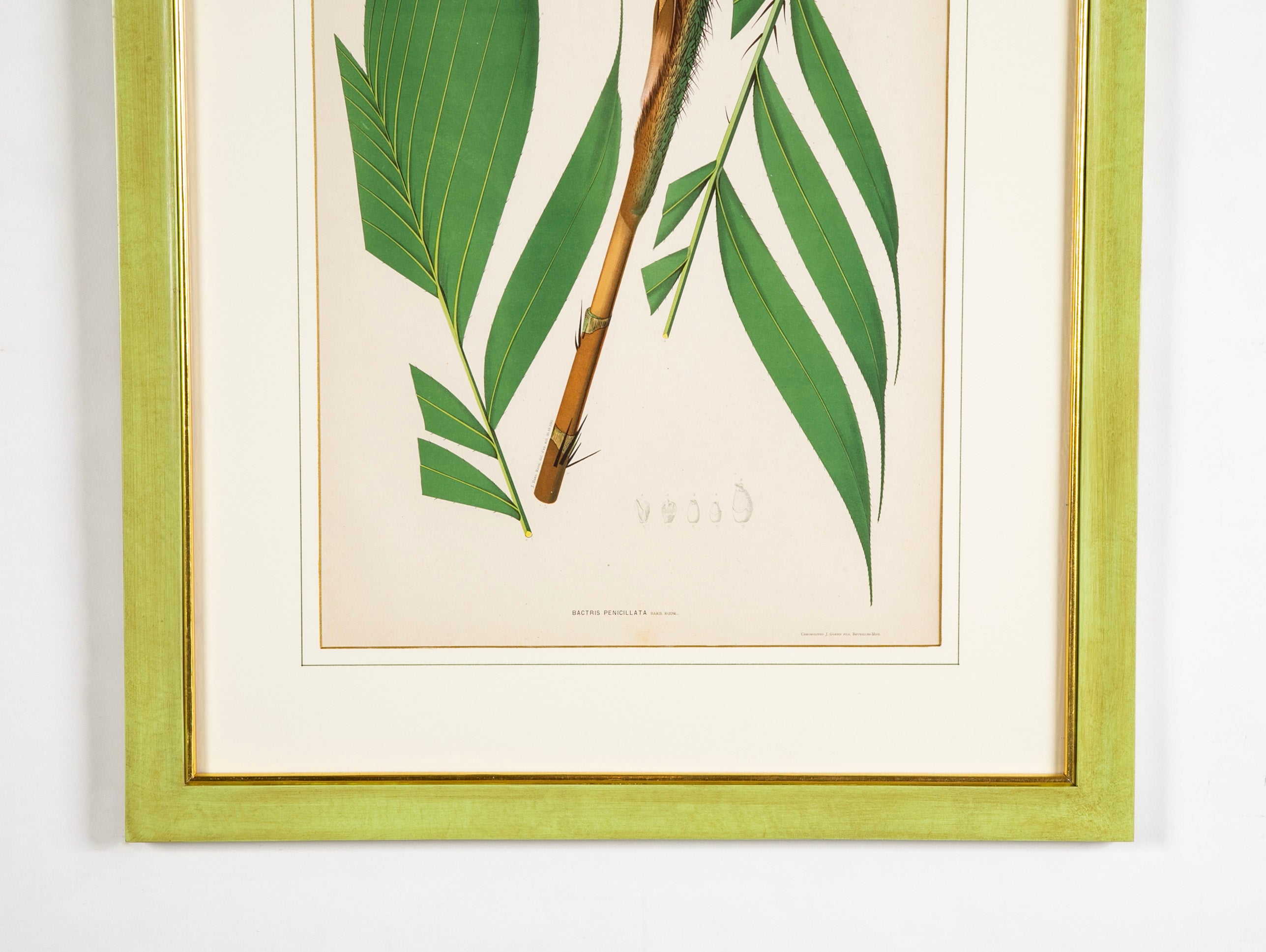 Chromolithograph of Brazilian Palms by Joao Barbosa Rodrigues