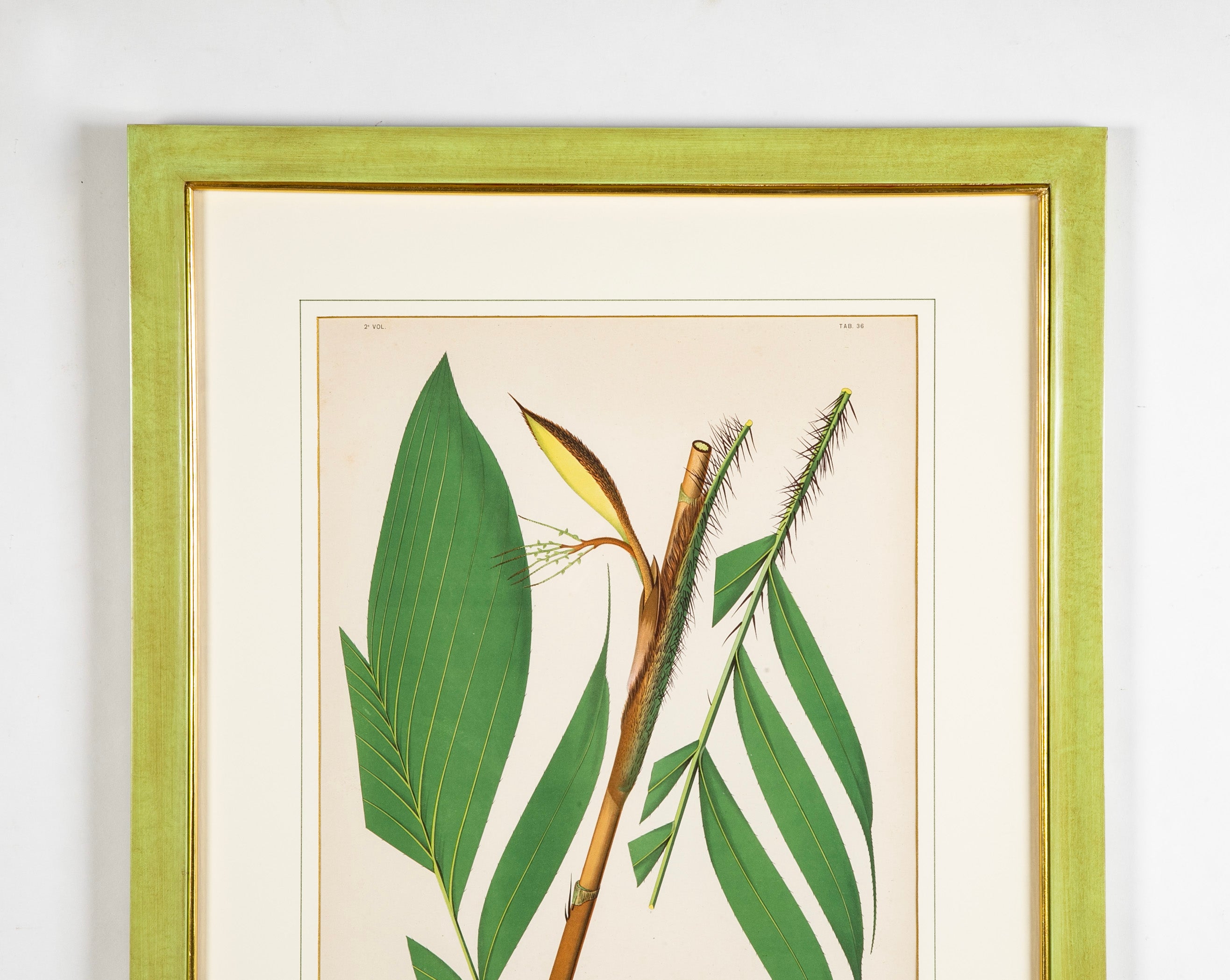 Chromolithograph of Brazilian Palms by Joao Barbosa Rodrigues
