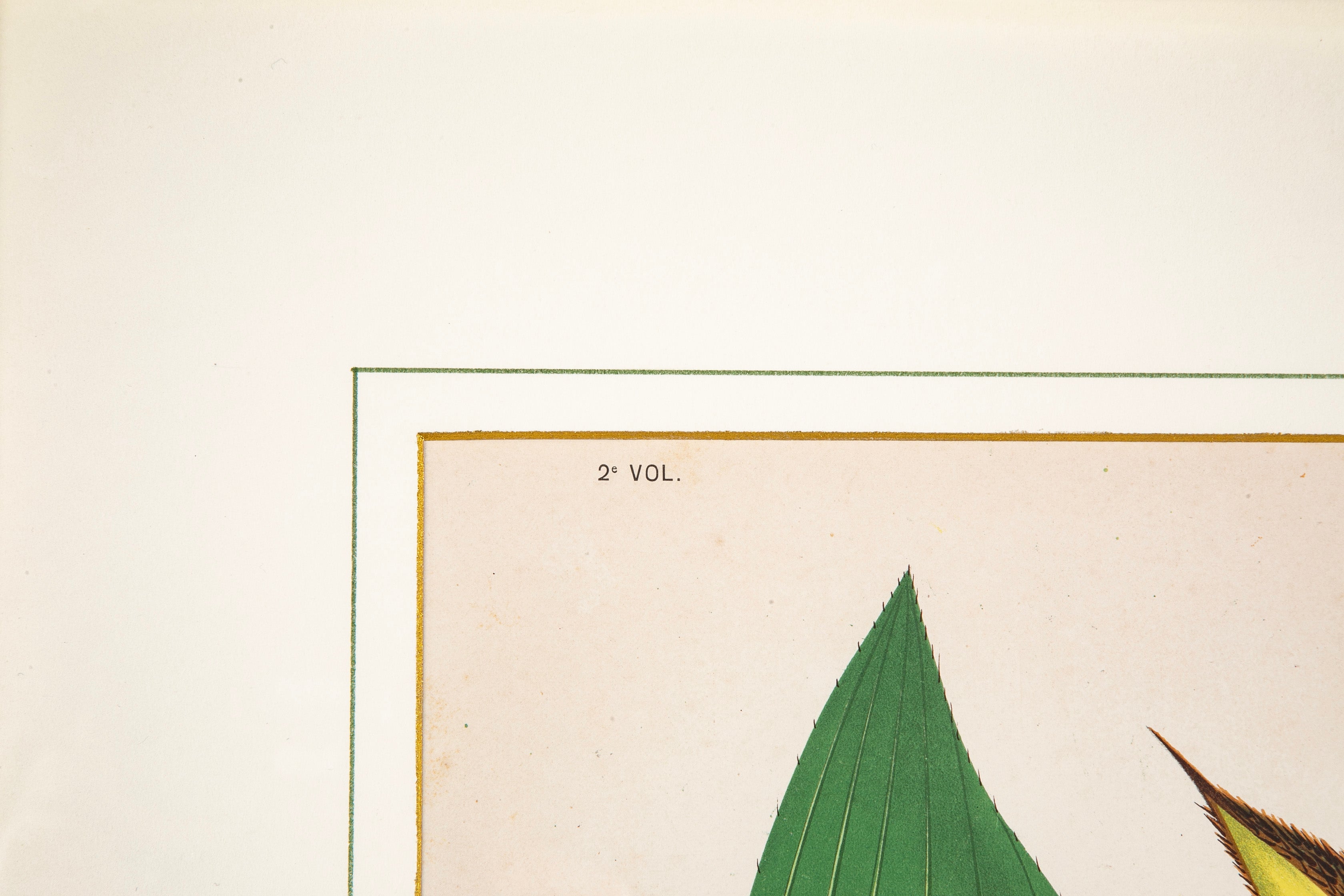 Chromolithograph of Brazilian Palms by Joao Barbosa Rodrigues