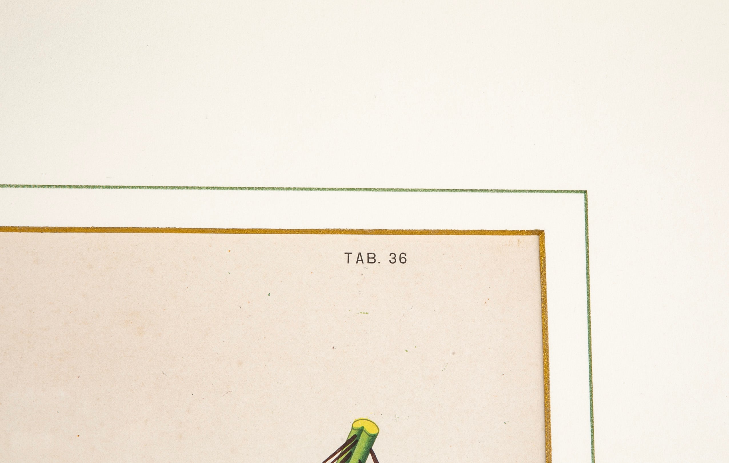 Chromolithograph of Brazilian Palms by Joao Barbosa Rodrigues