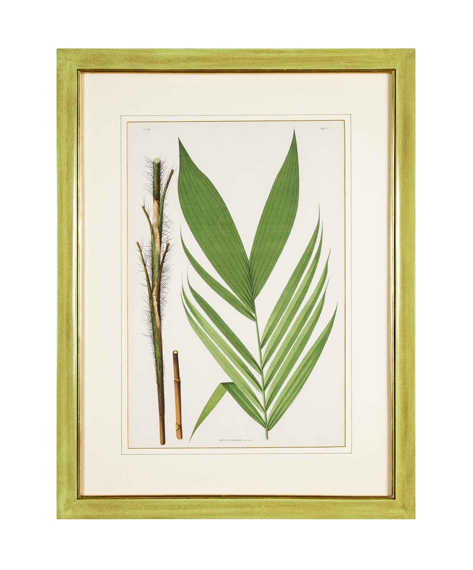 Chromolithograph of Brazilian Palms by Joao Barbosa Rodrigues