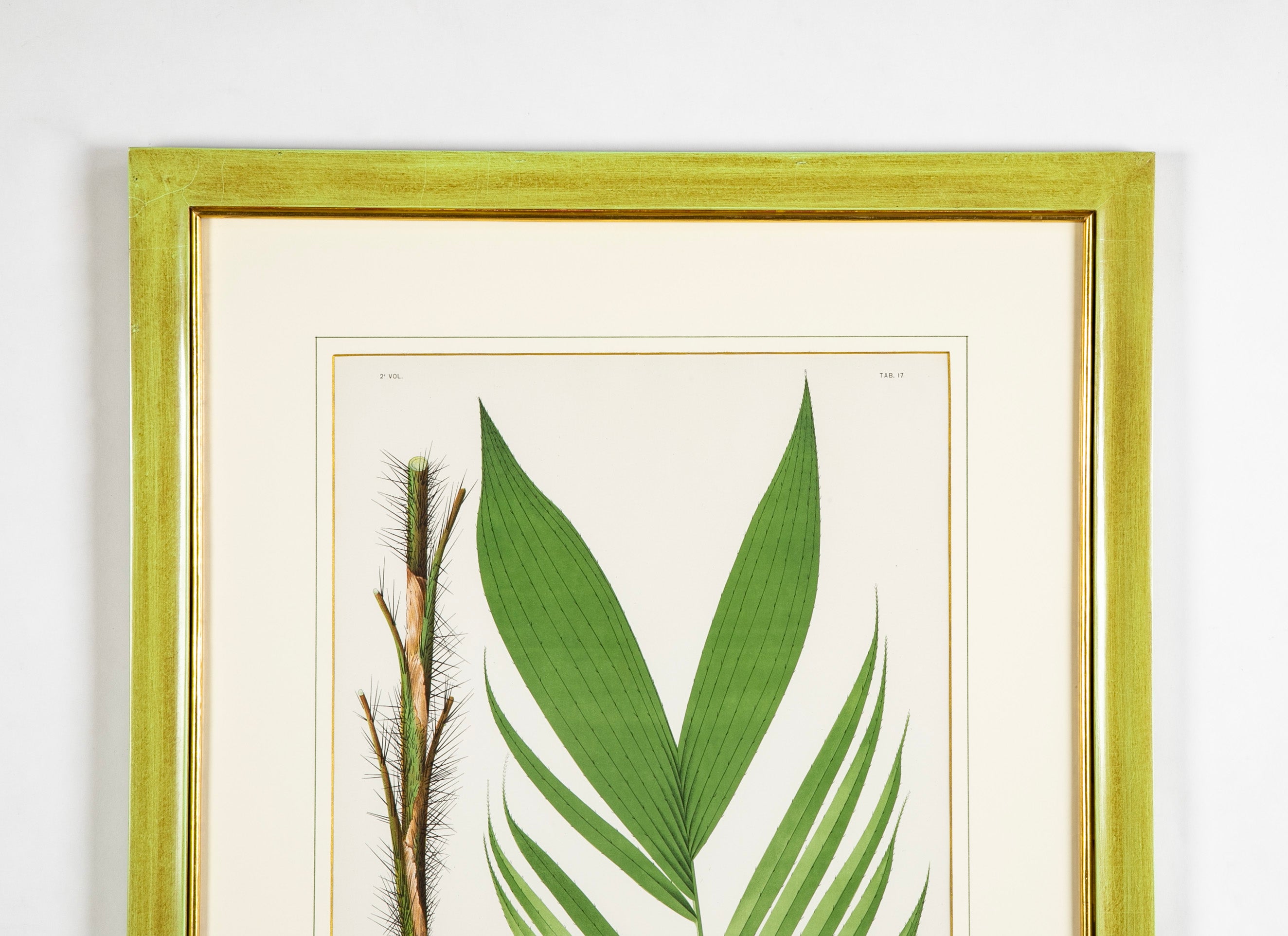 Chromolithograph of Brazilian Palms by Joao Barbosa Rodrigues