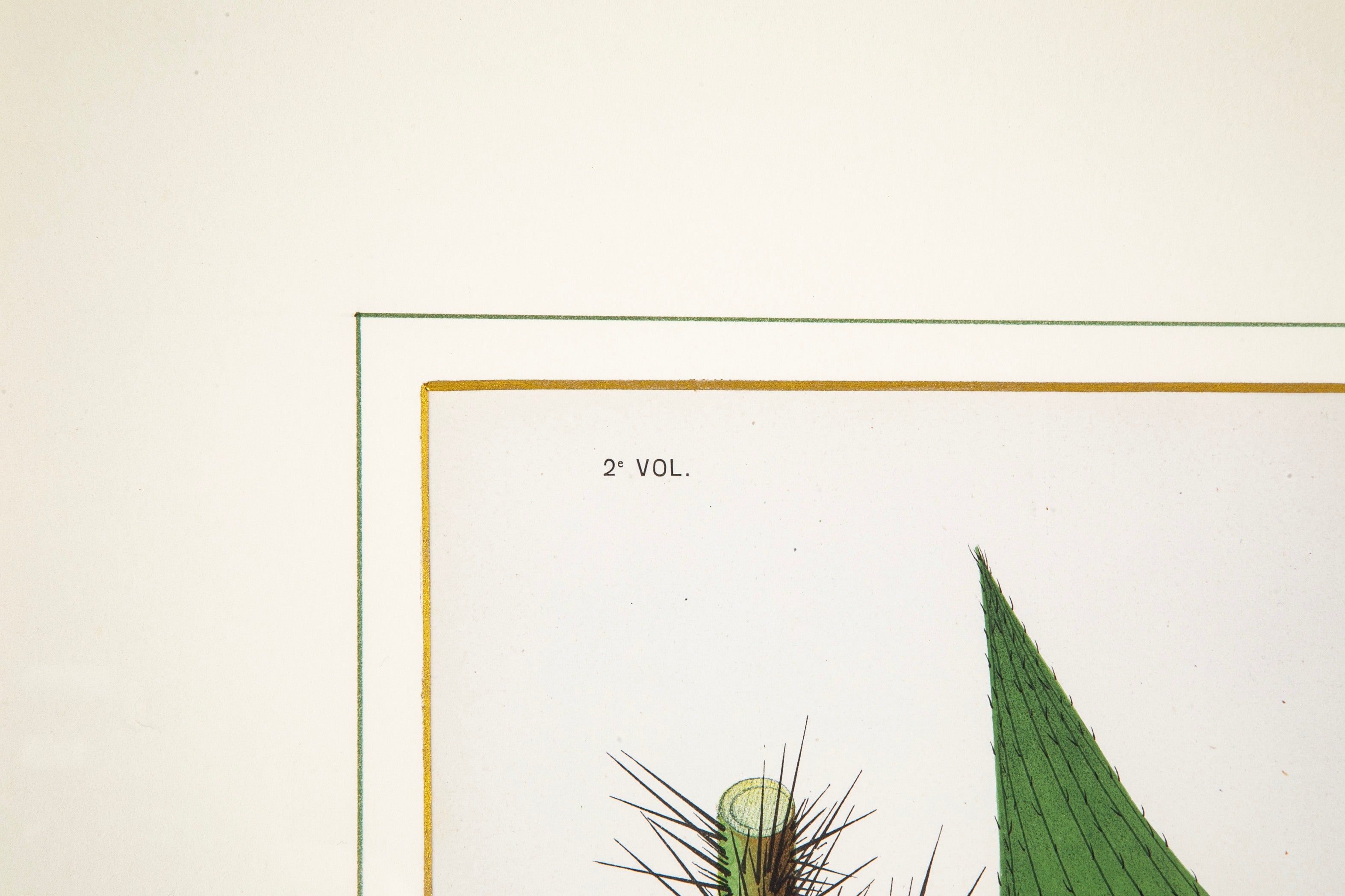 Chromolithograph of Brazilian Palms by Joao Barbosa Rodrigues