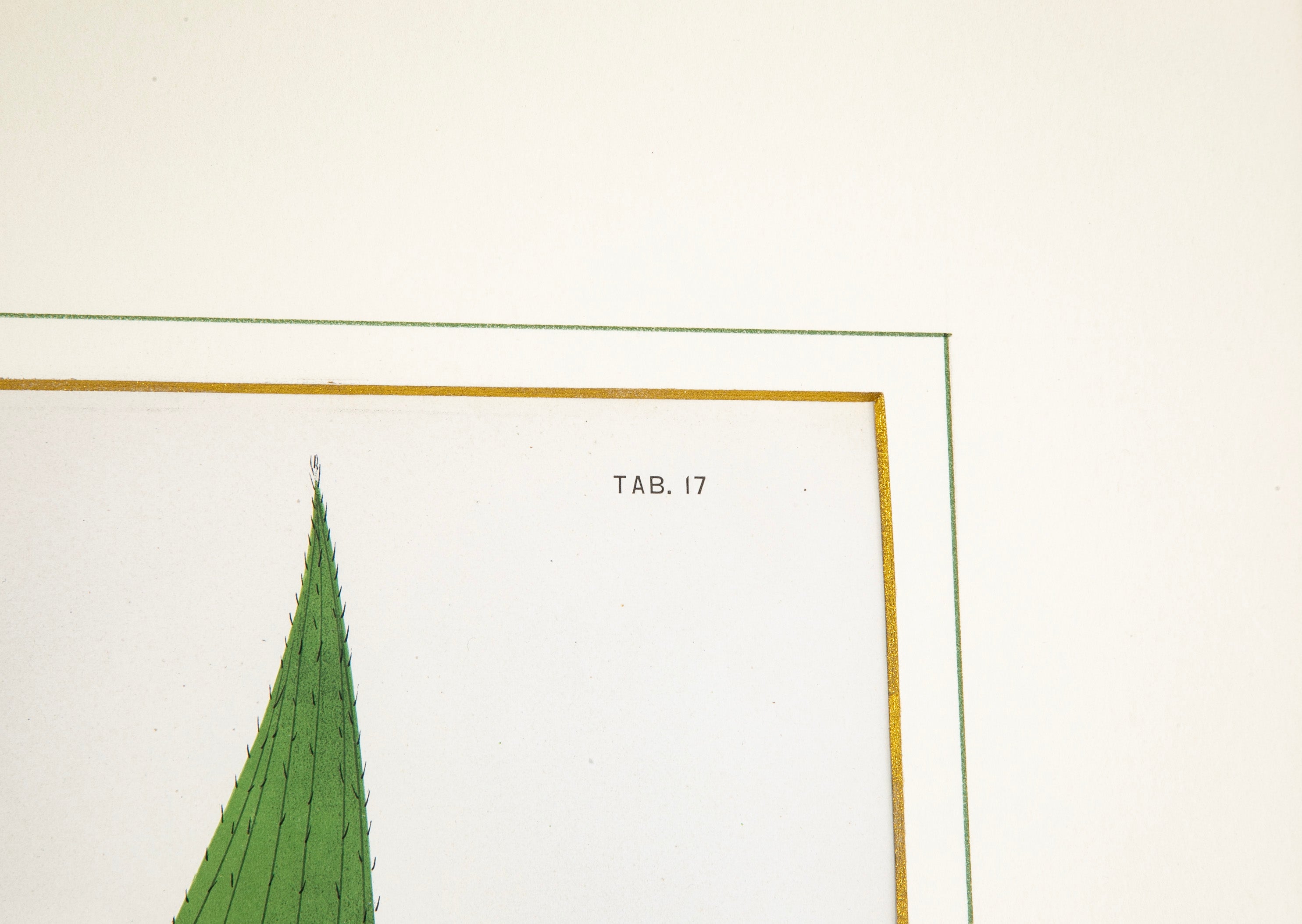 Chromolithograph of Brazilian Palms by Joao Barbosa Rodrigues