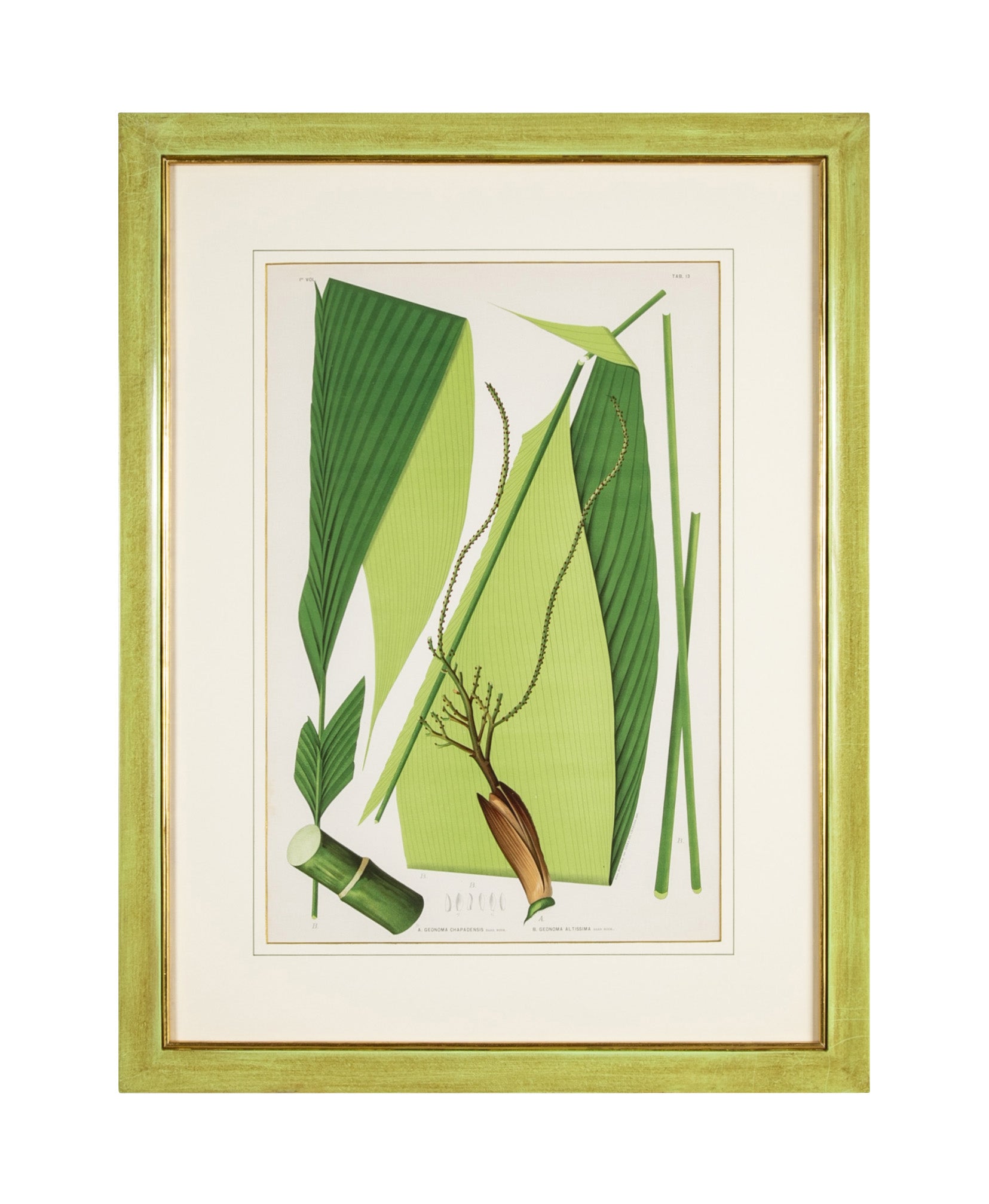 Chromolithograph of Brazilian Palms by Joao Barbosa Rodrigues