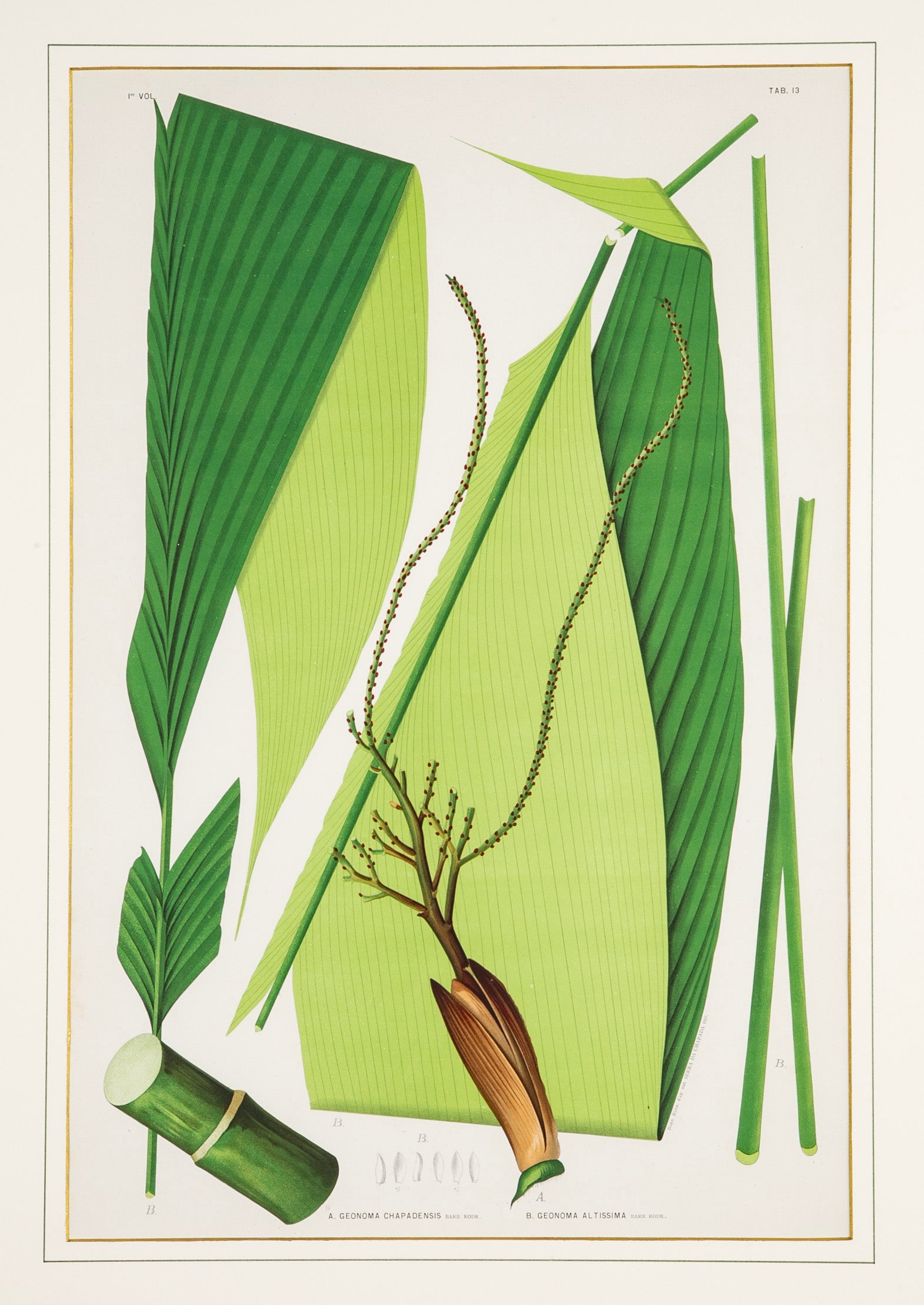 Chromolithograph of Brazilian Palms by Joao Barbosa Rodrigues