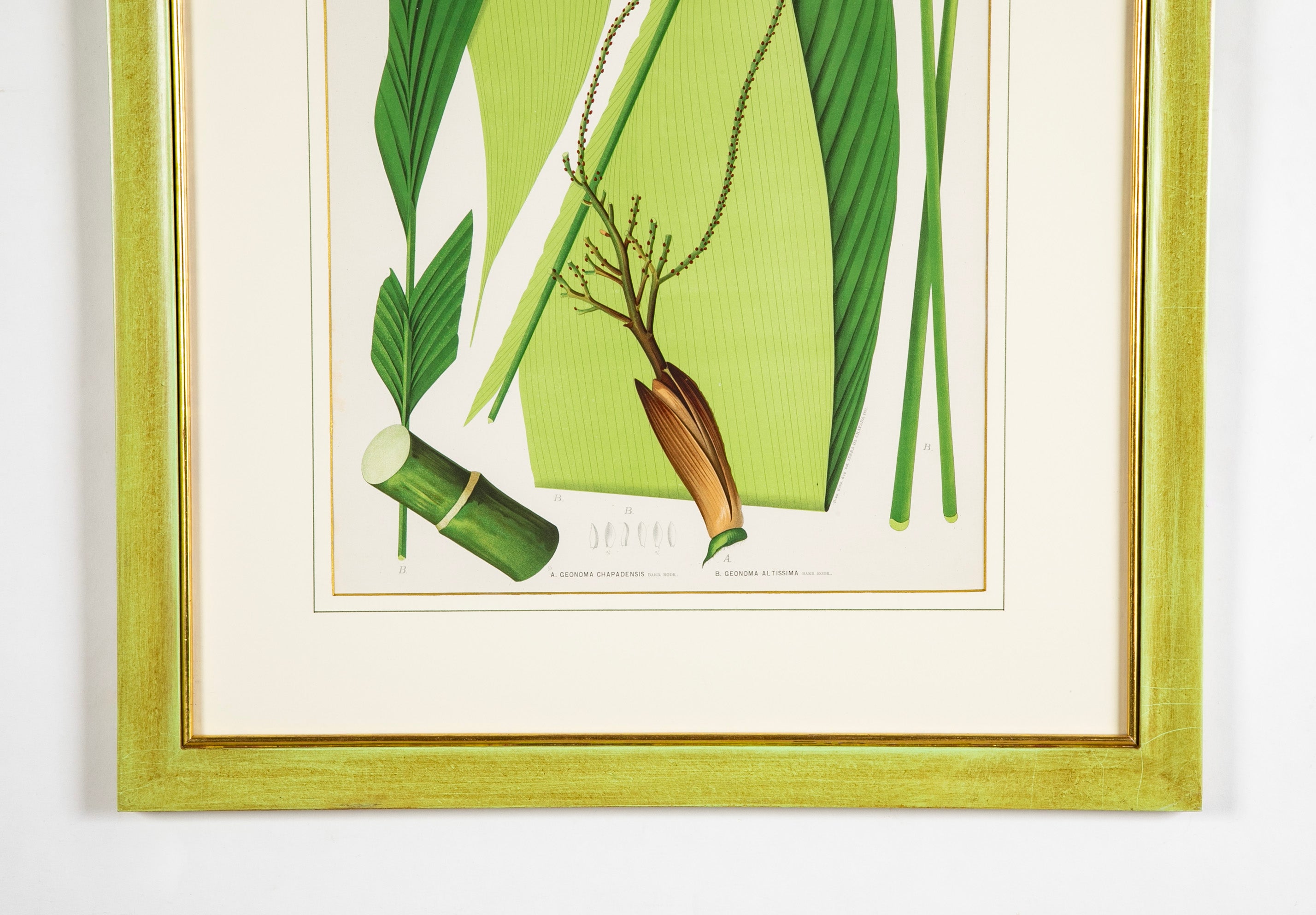 Chromolithograph of Brazilian Palms by Joao Barbosa Rodrigues