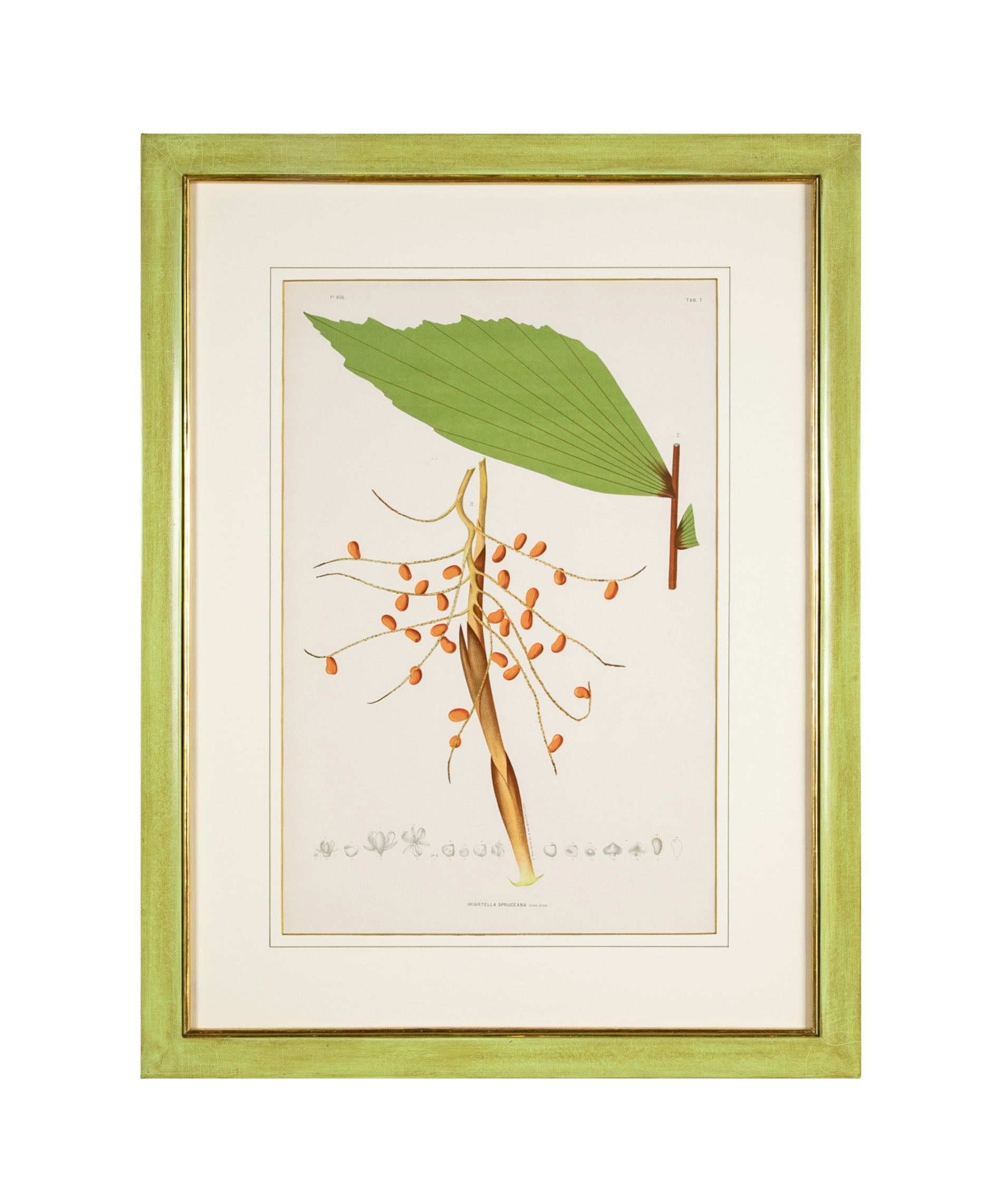 Chromolithograph of Brazilian Palms by Joao Barbosa Rodrigues